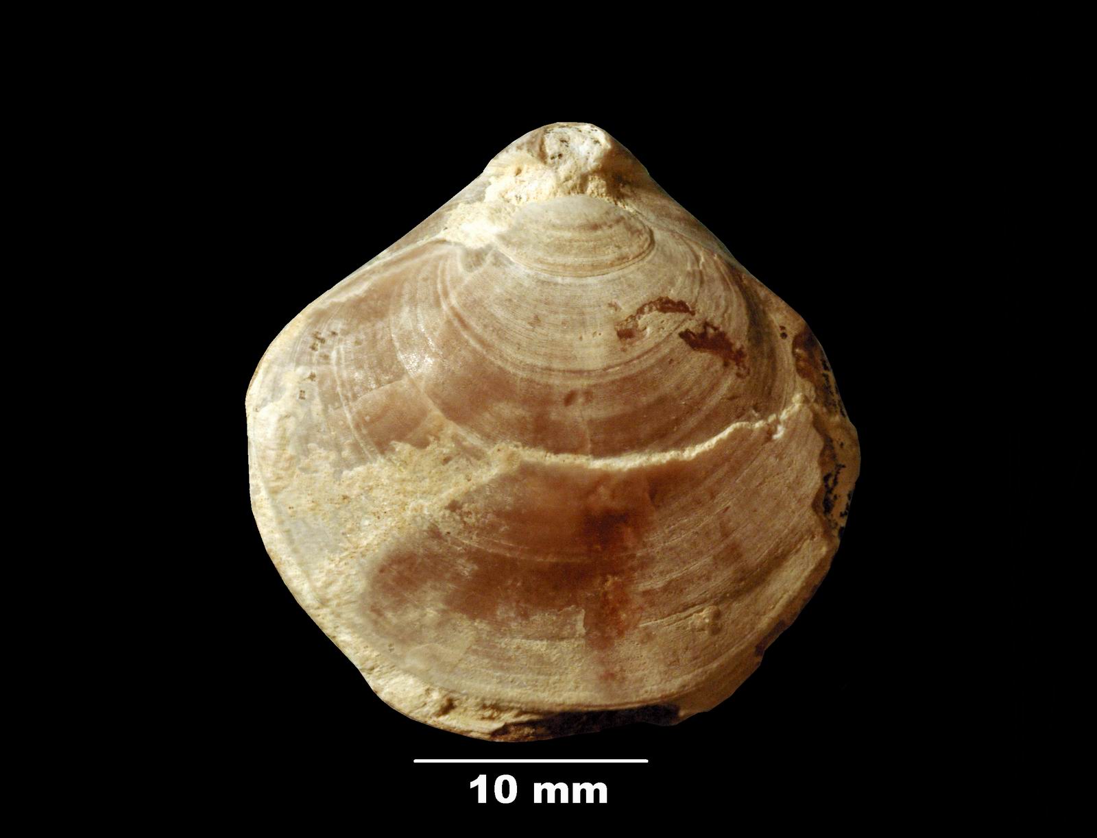 terebratula_maxillata-1 (UL-B 00006)