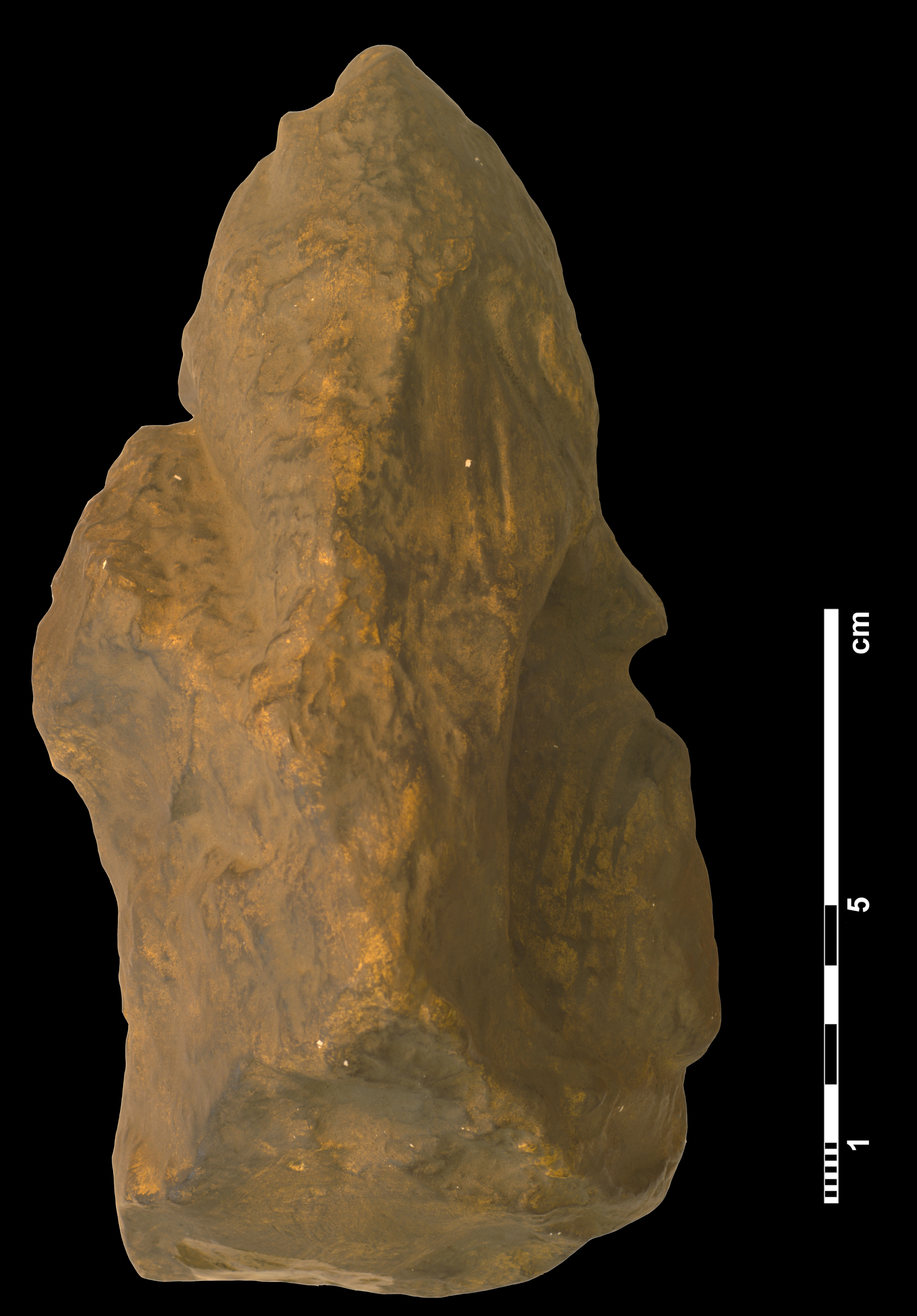 arctognathus_curvimola-6 (C159)