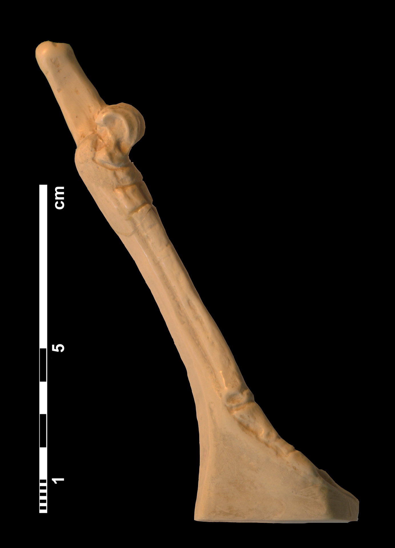 hyracotherium_sp2-6 (CH8)