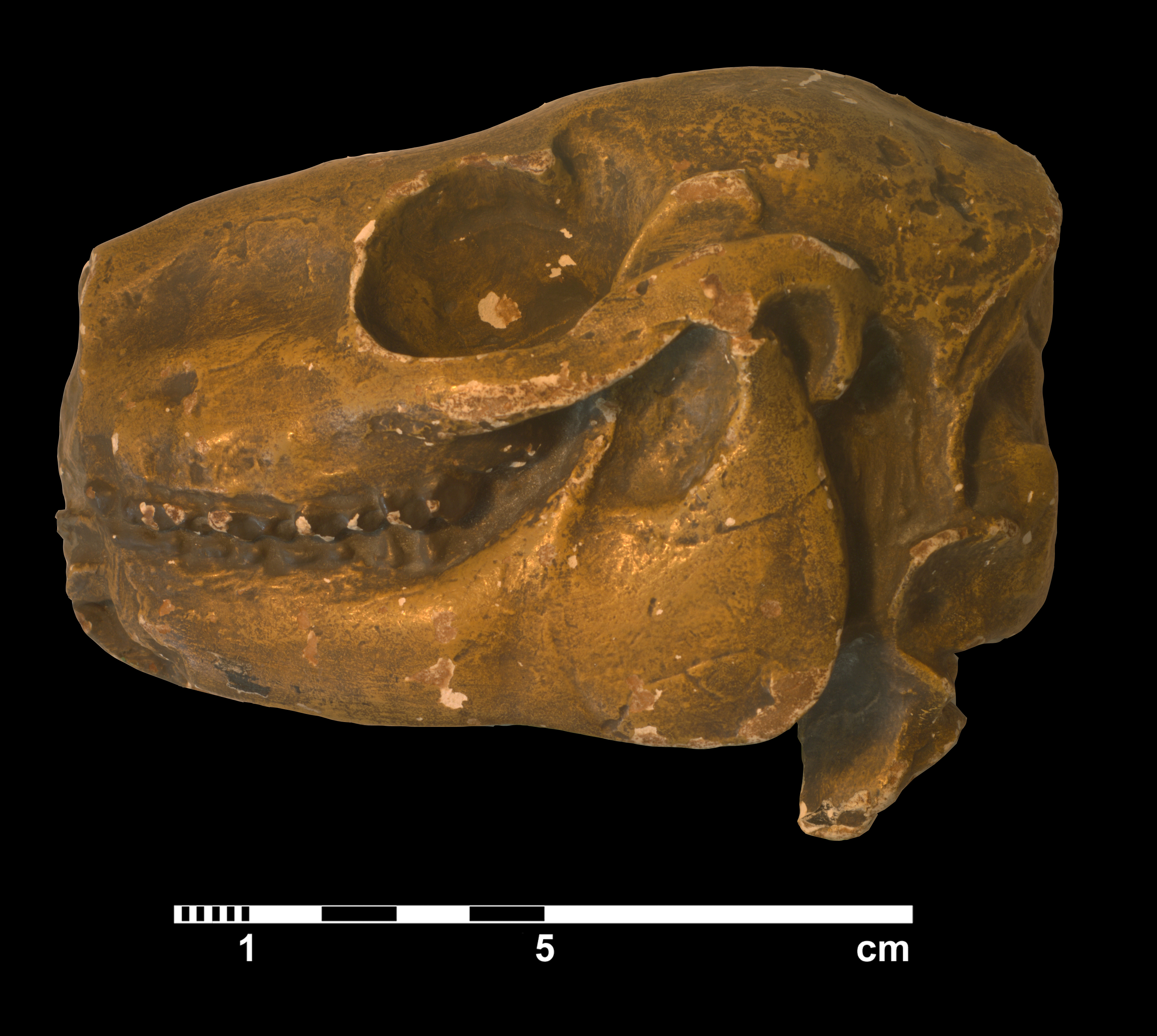 mesohippus_sp-2 (C210)