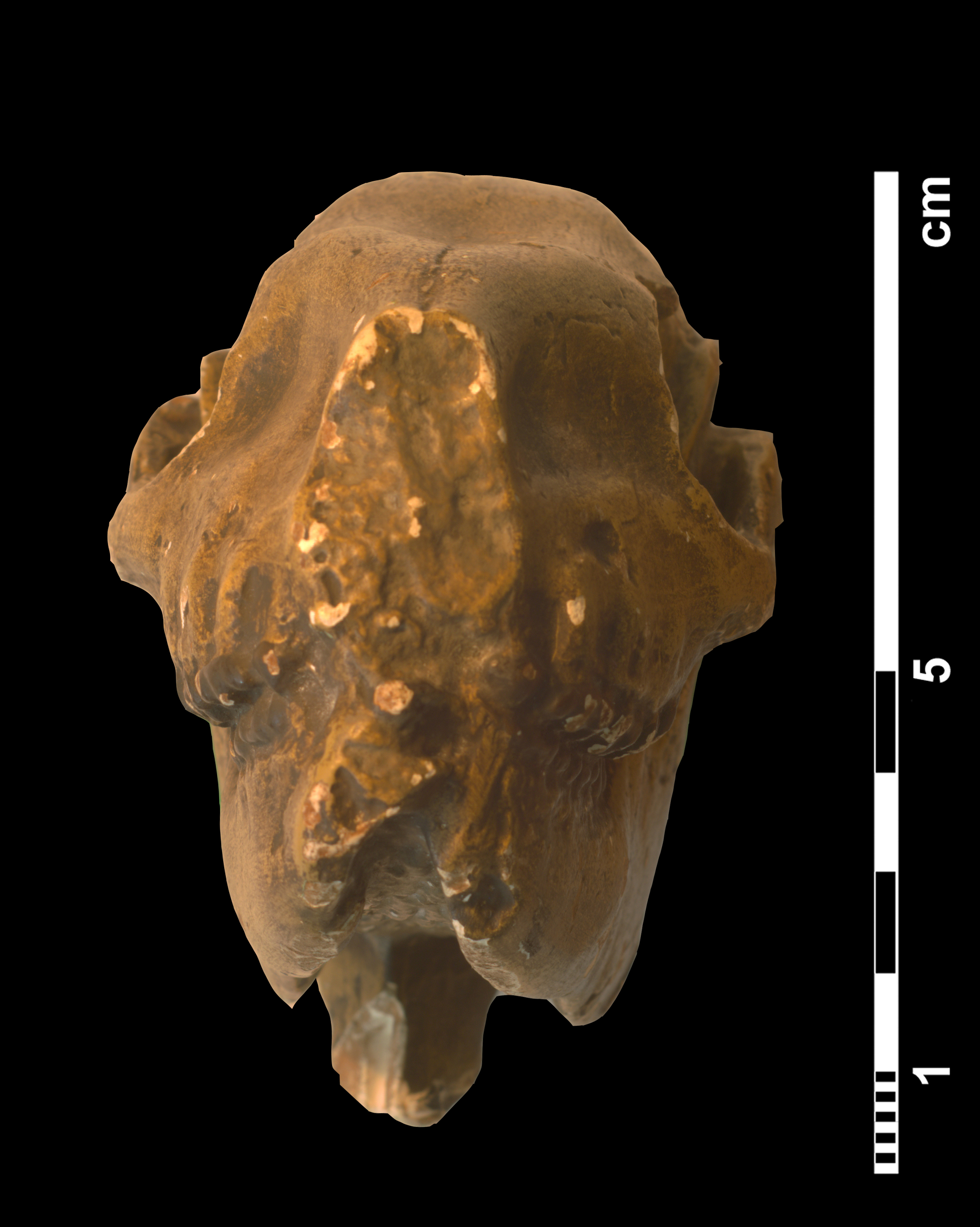 mesohippus_sp-6 (C210)