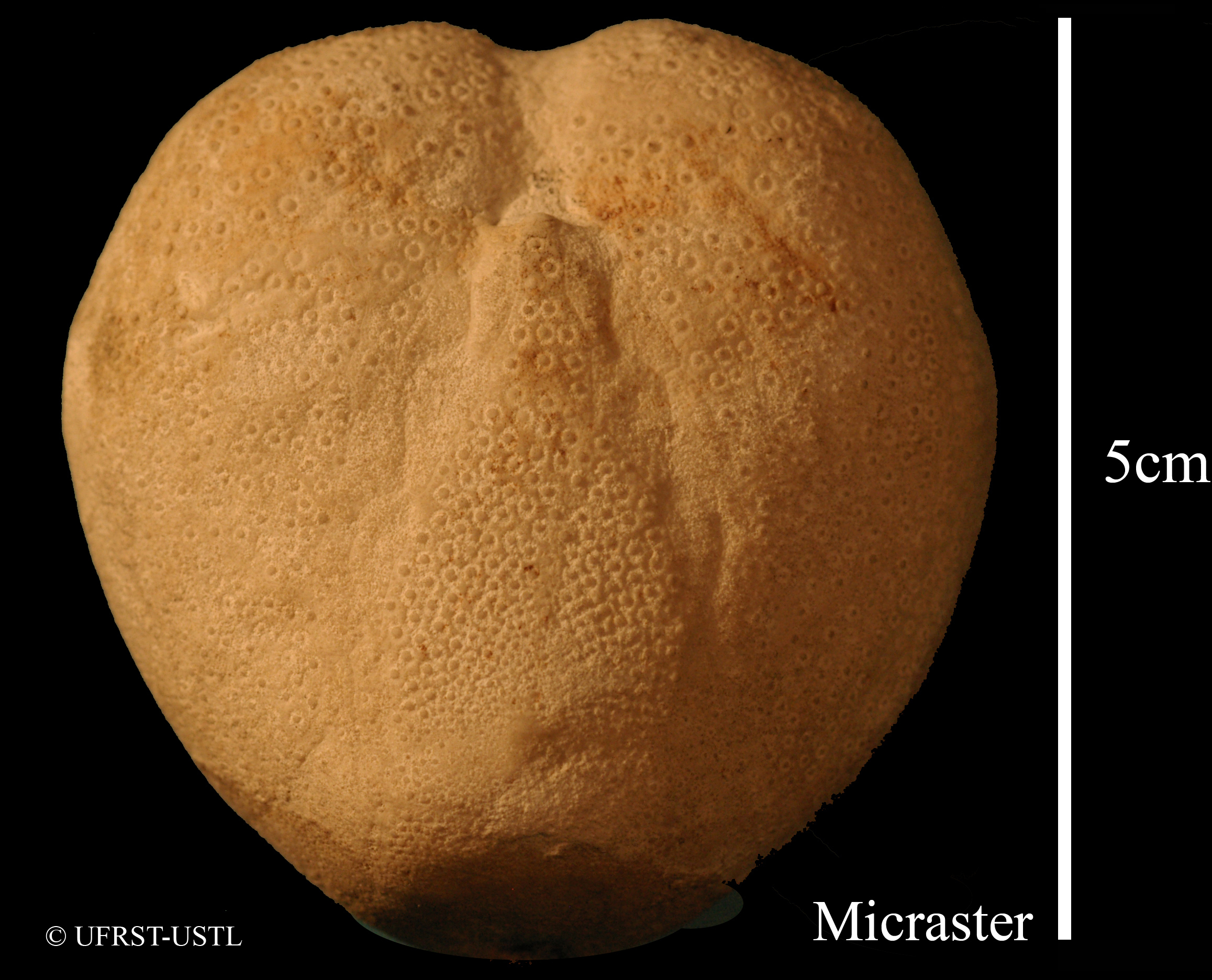 micraster_cortestudinarium-1 (UL-E 0005)