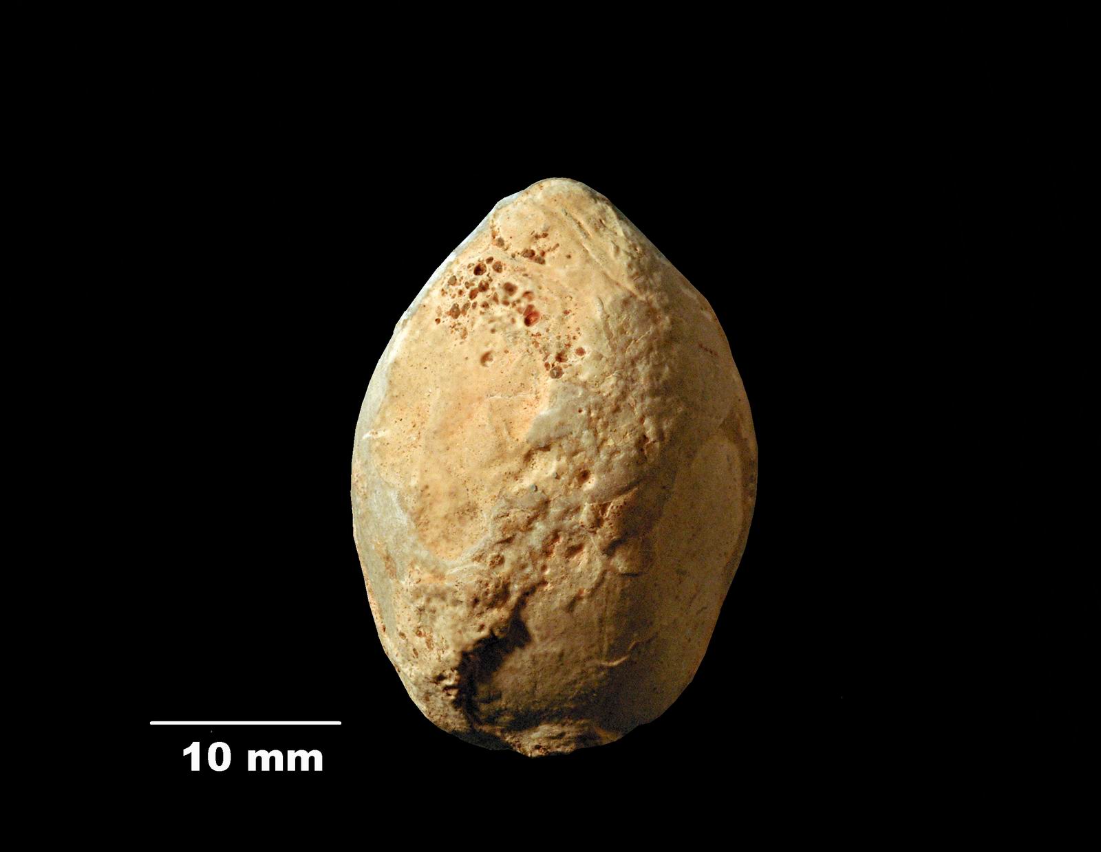 ornithella-2 (UL-B 00039)