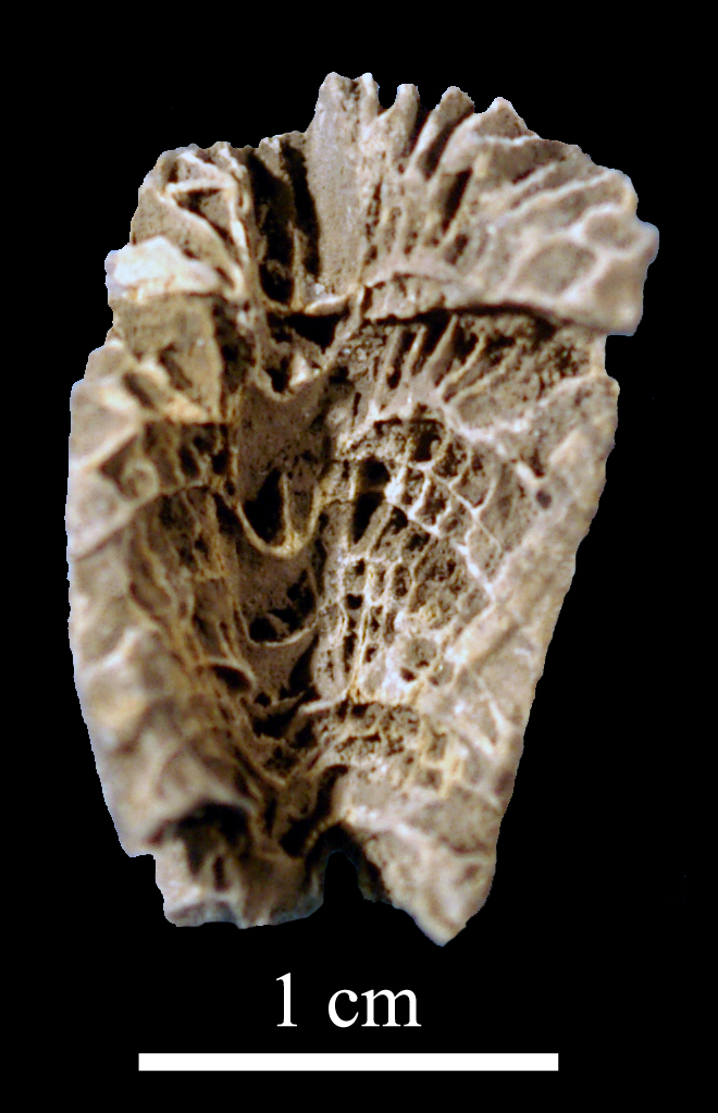 caninia-5 (UL-C 0021)