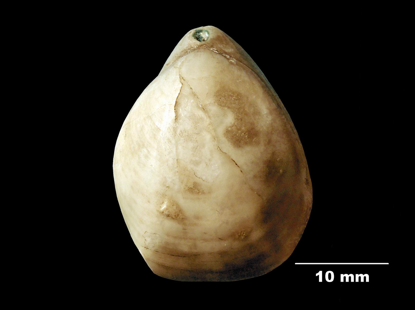 gibbithyris_semiglobosa-1 (UL-B 00013)