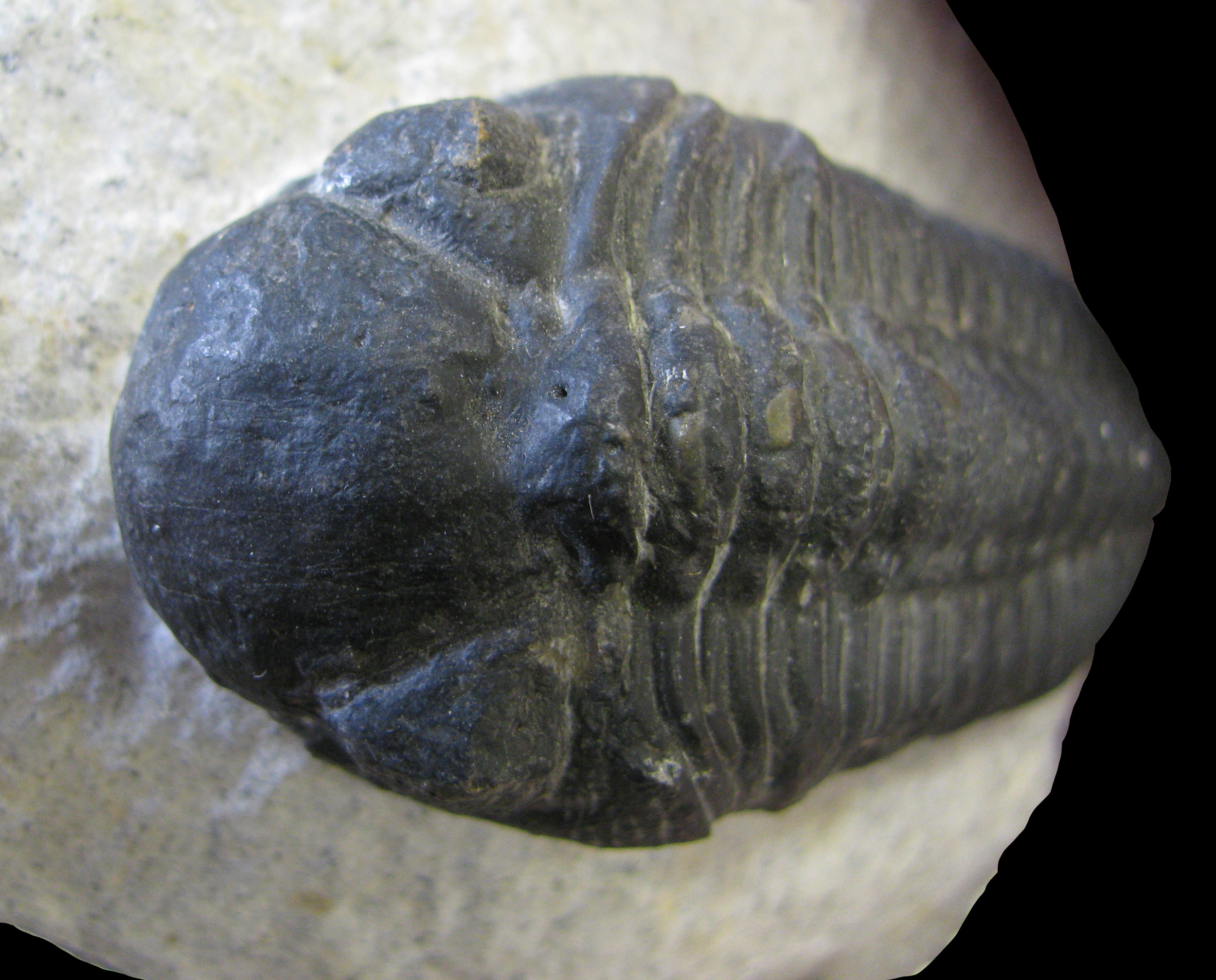 phacops-2 (UL-A 0002)