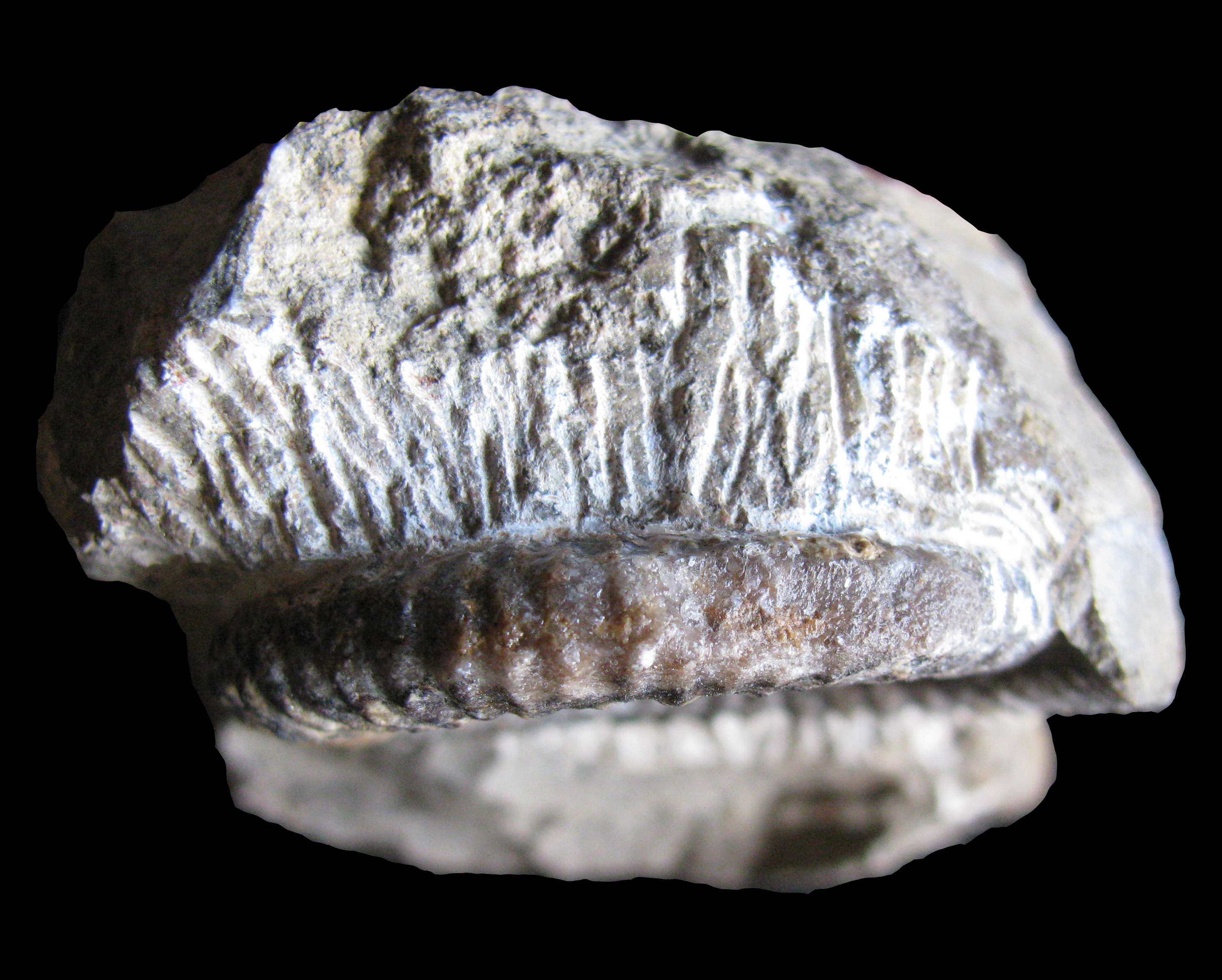 anetoceras-2 (UL-M 0003)