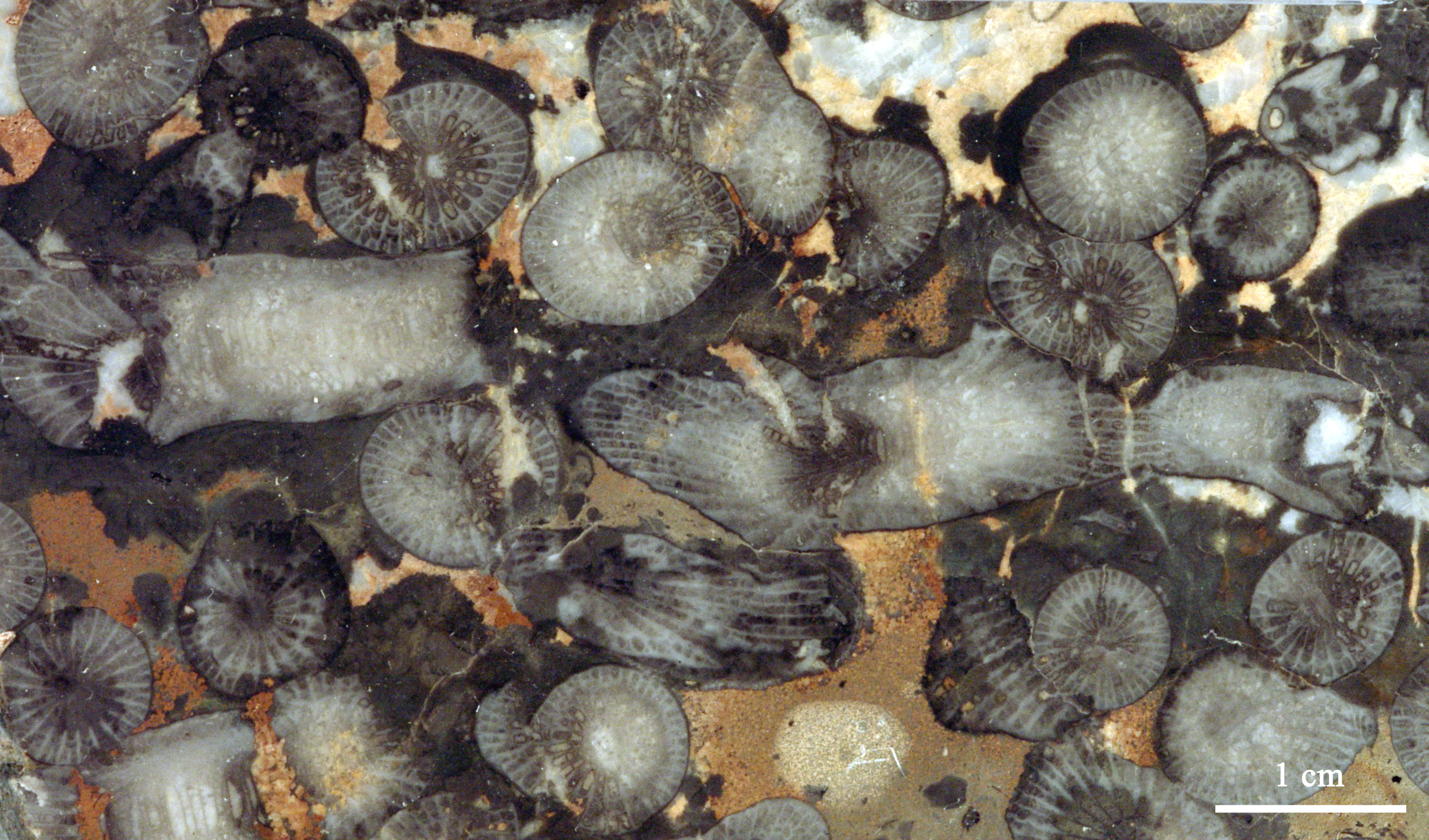 disphyllum-5 (UL-C 0001)