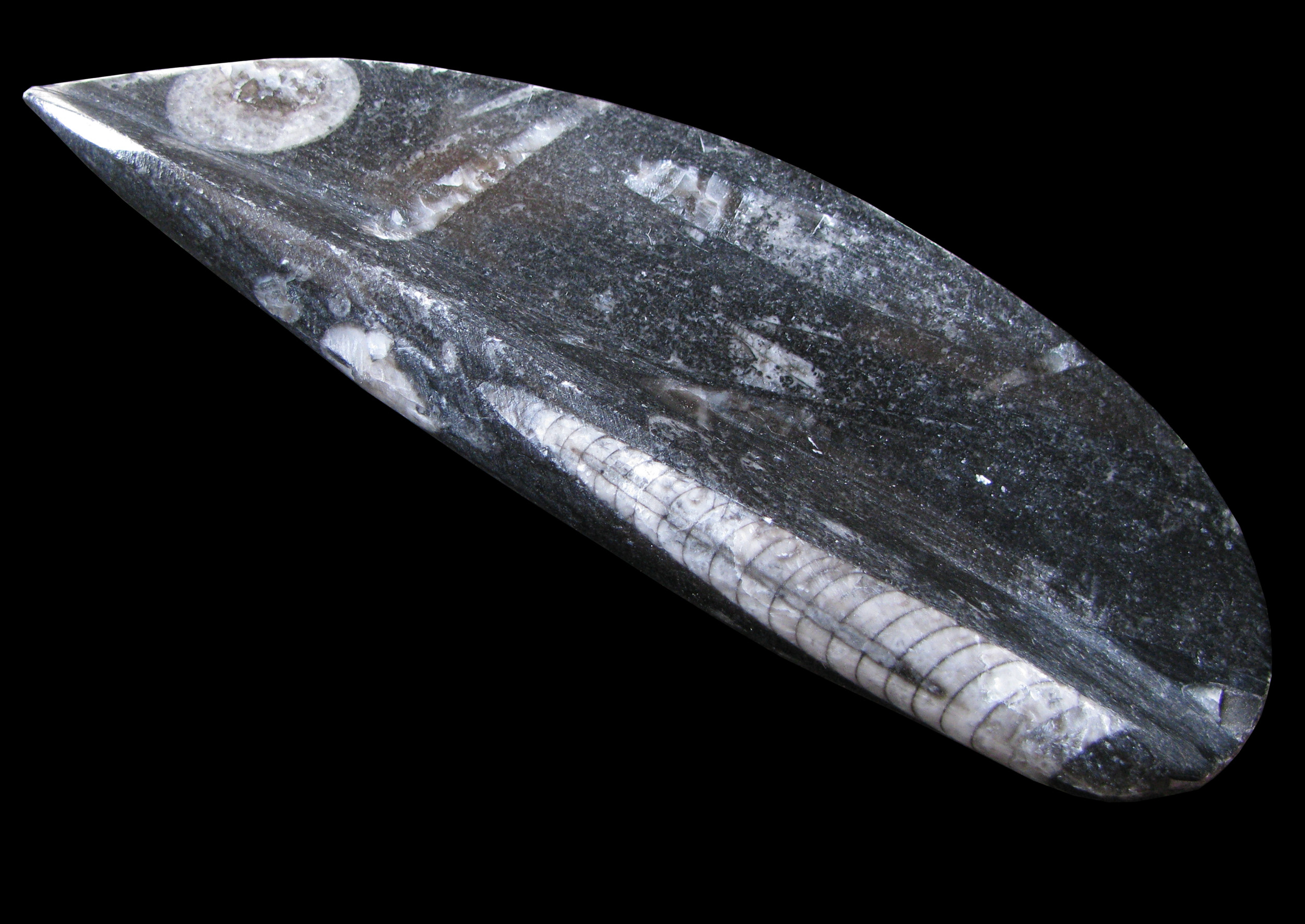 orthoceras3 (UL-M 0005)