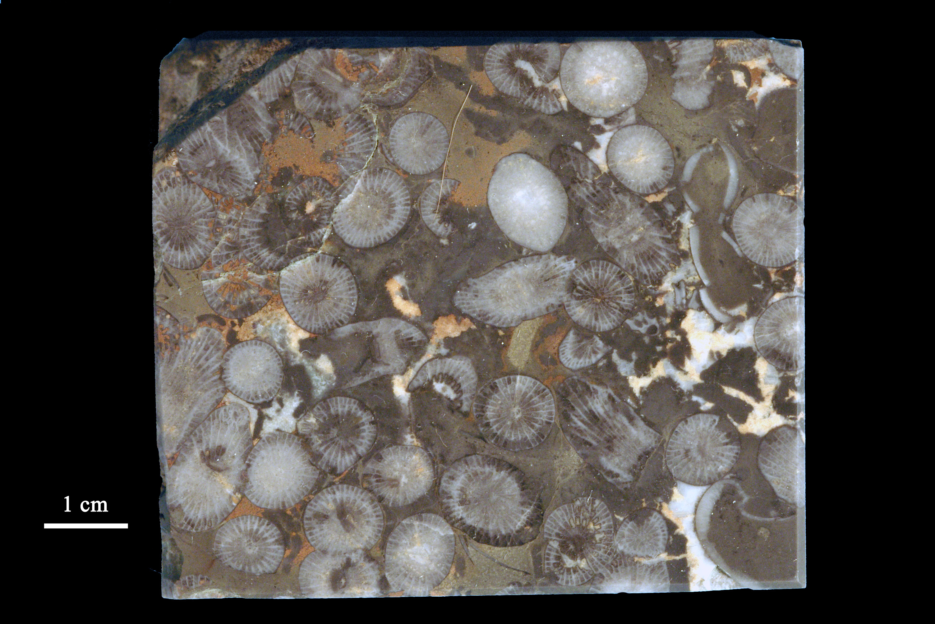 disphyllum-1 (UL-C 0002)