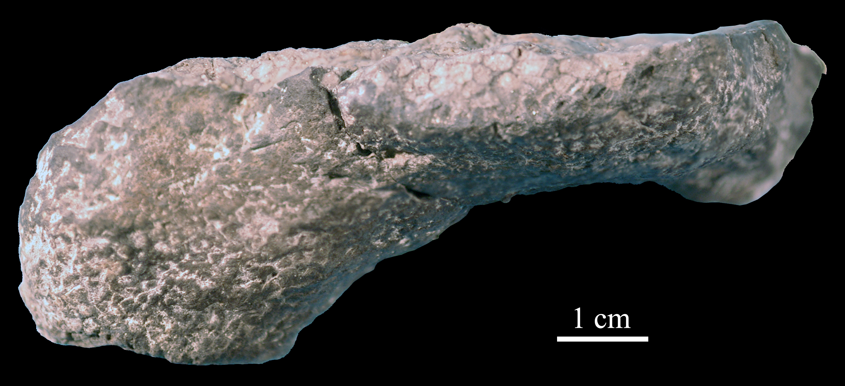 favosites-4 (UL-C 0006)