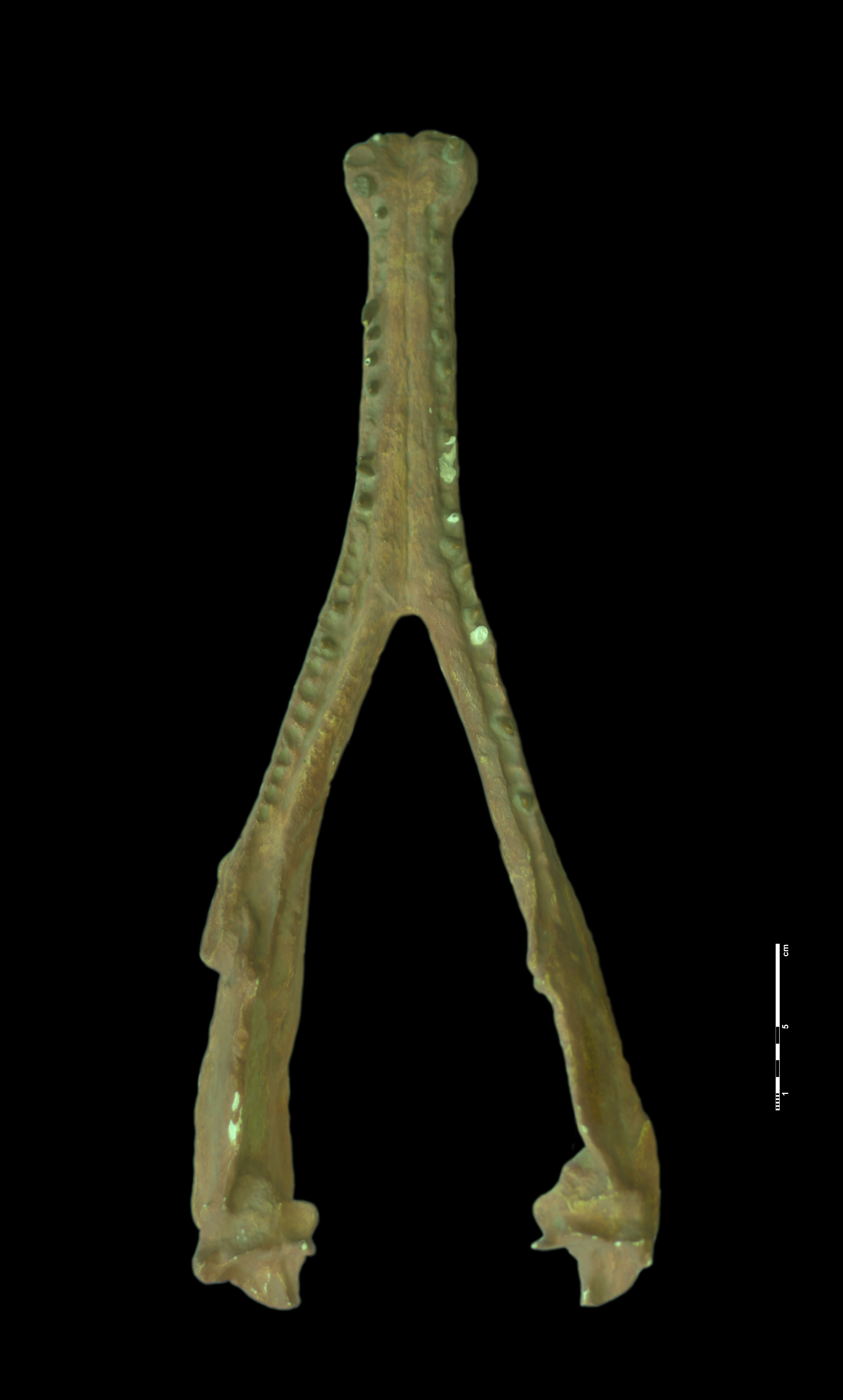 nicrosaurus_kapffi-1 (C155)