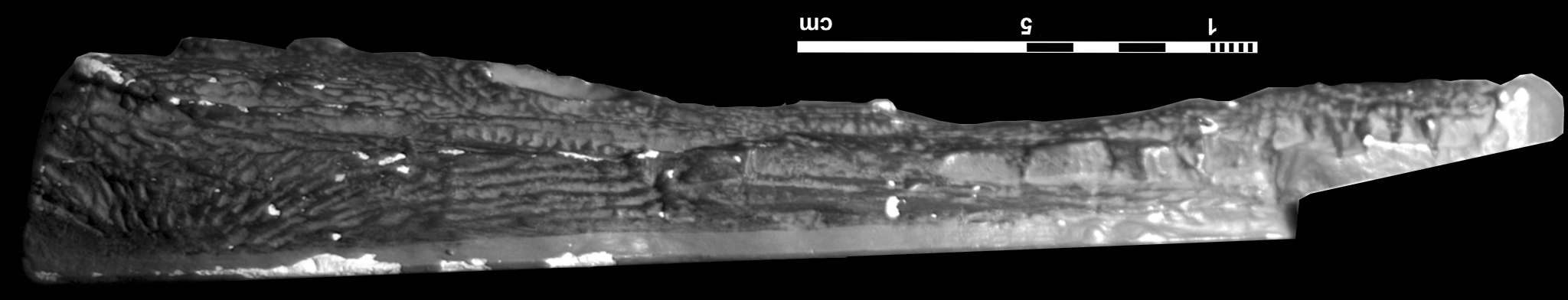 archegosaurus_decheni-11 (C133)