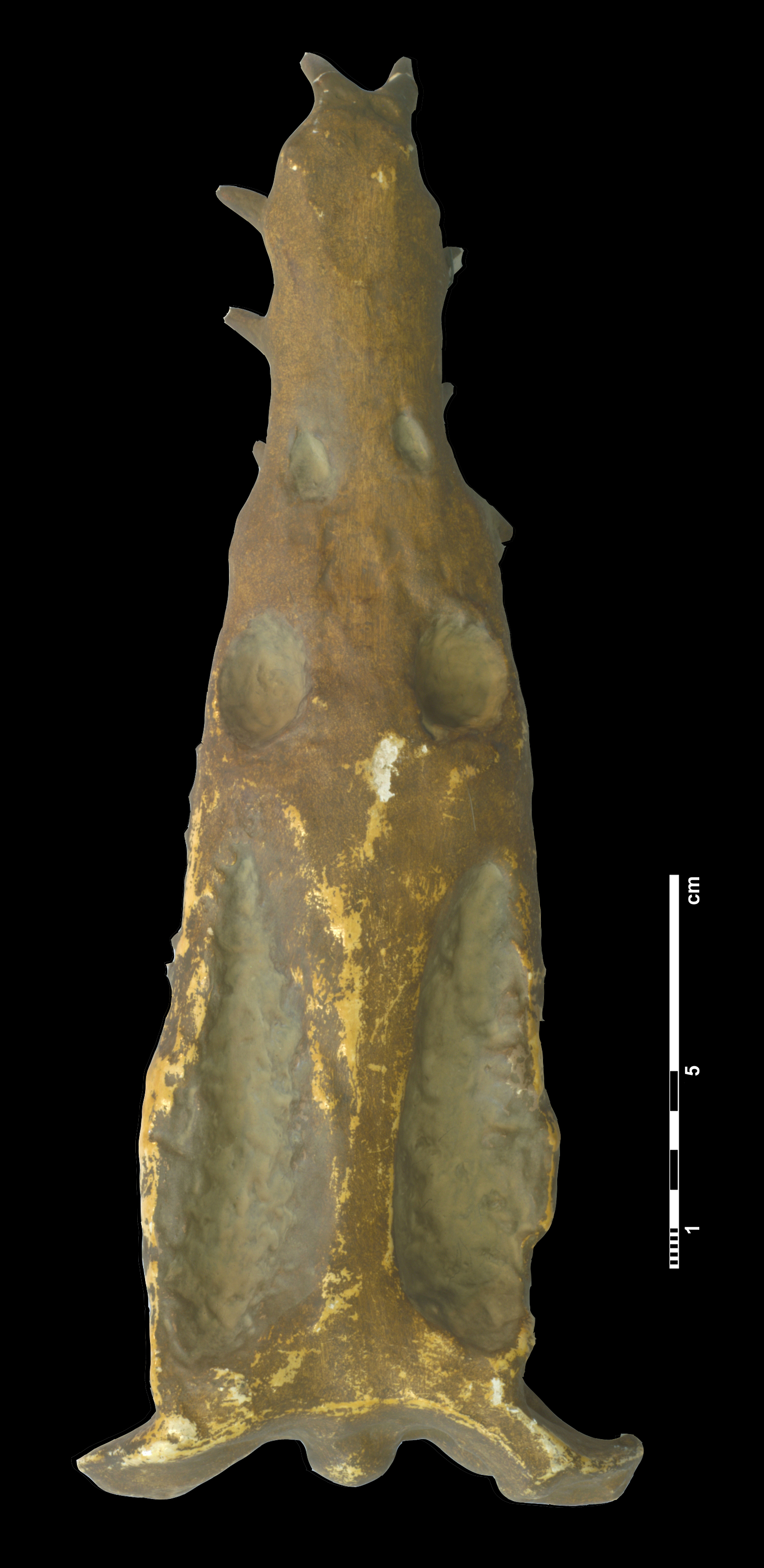 plesiosauridae_indet-1