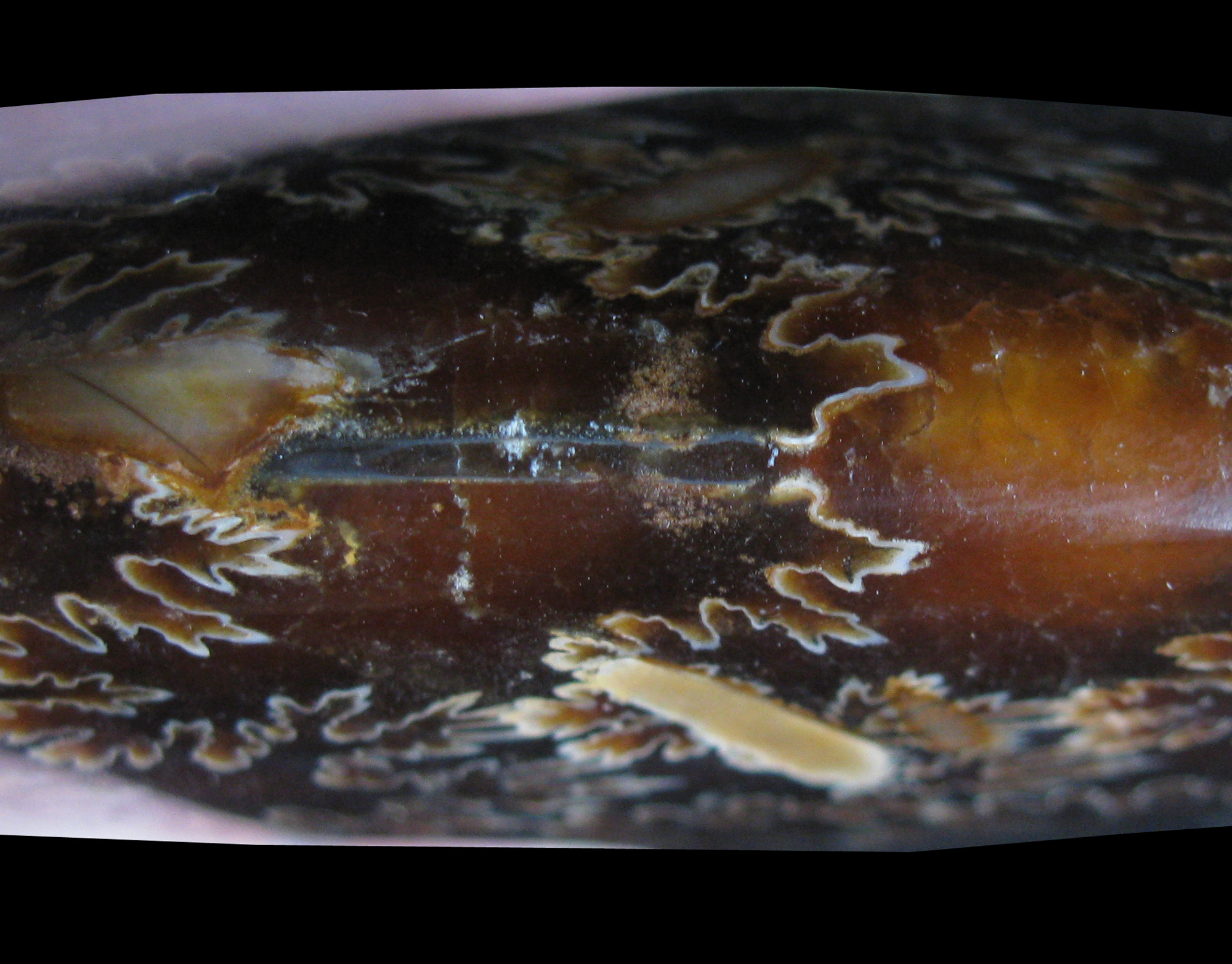 cleoniceras-7 (UL-M 0001)