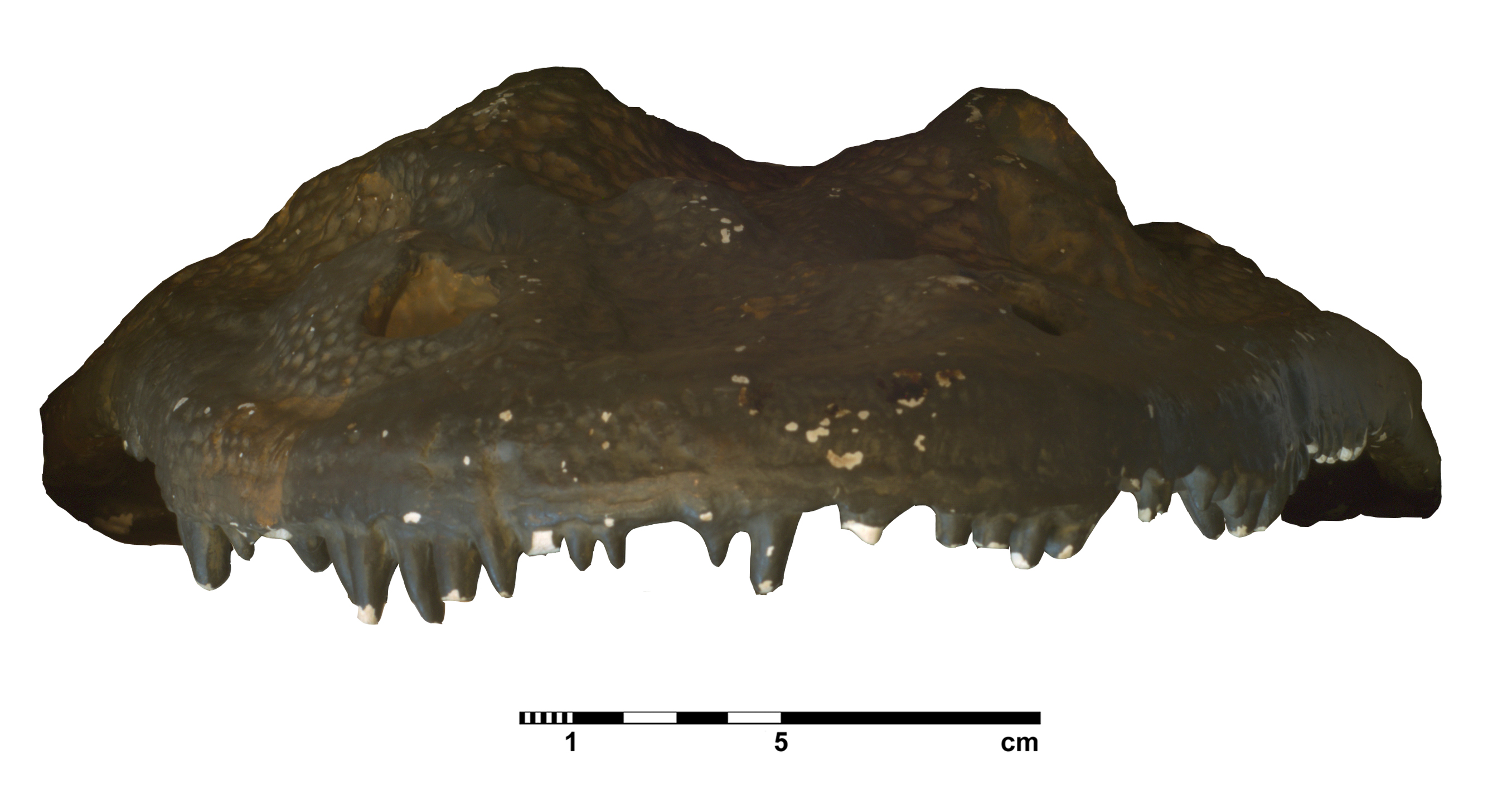 eryops_megacephalus-2 (C134)