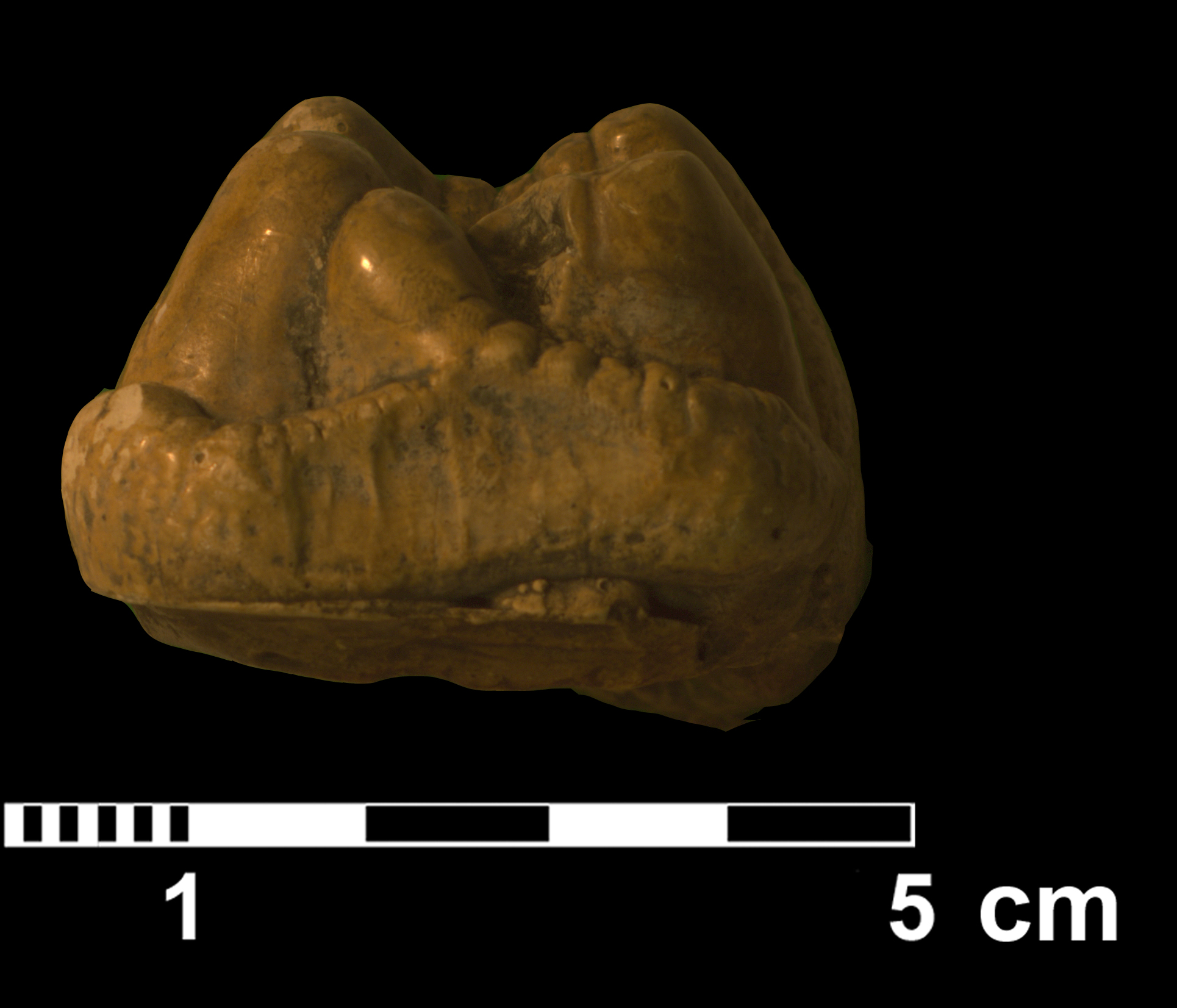 gomphotherium_sp3-4 (VTP2)