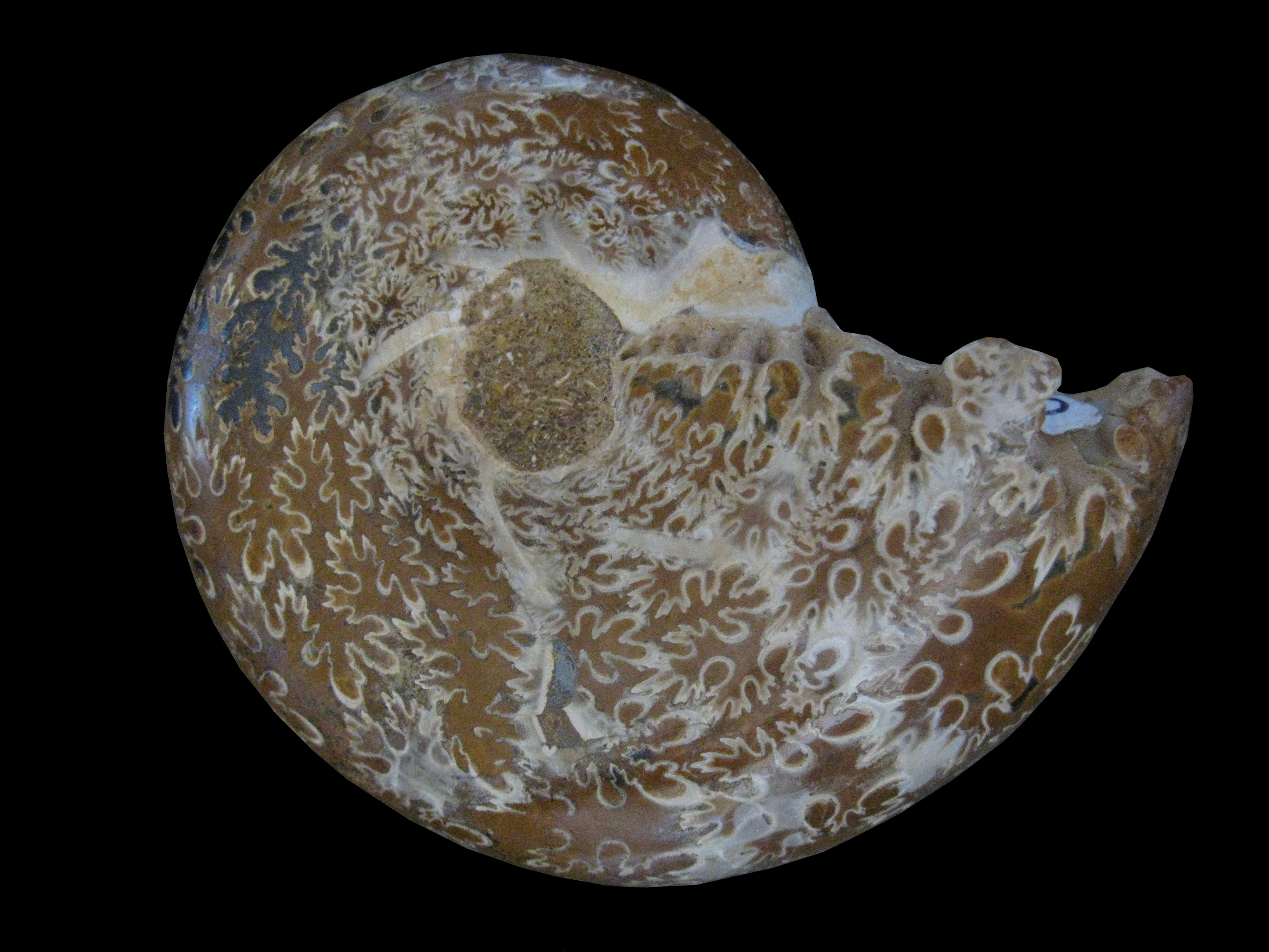 phyllopachyceras-2 (UL-M 0007)