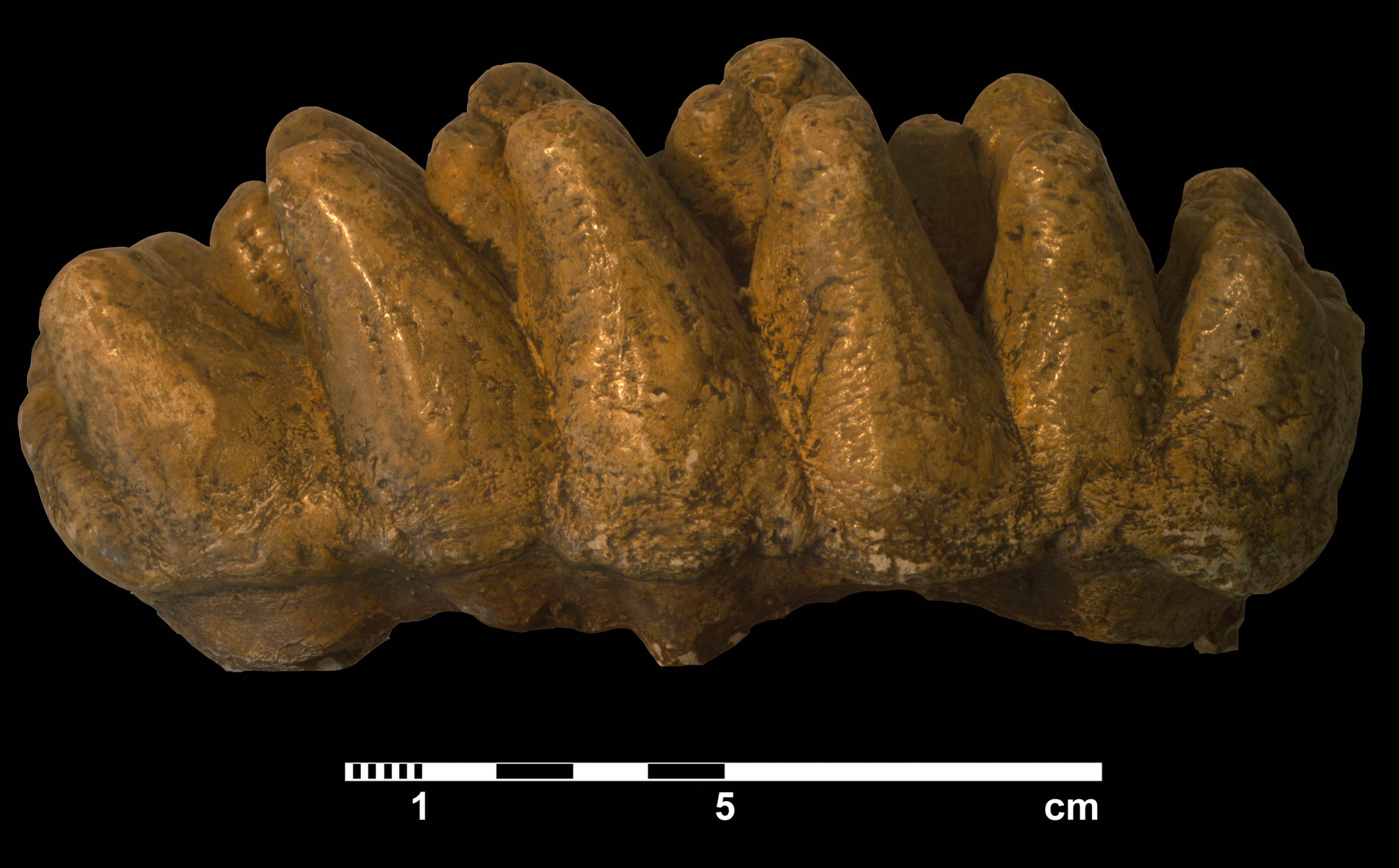 anancus_arvernensis-3 (M90)