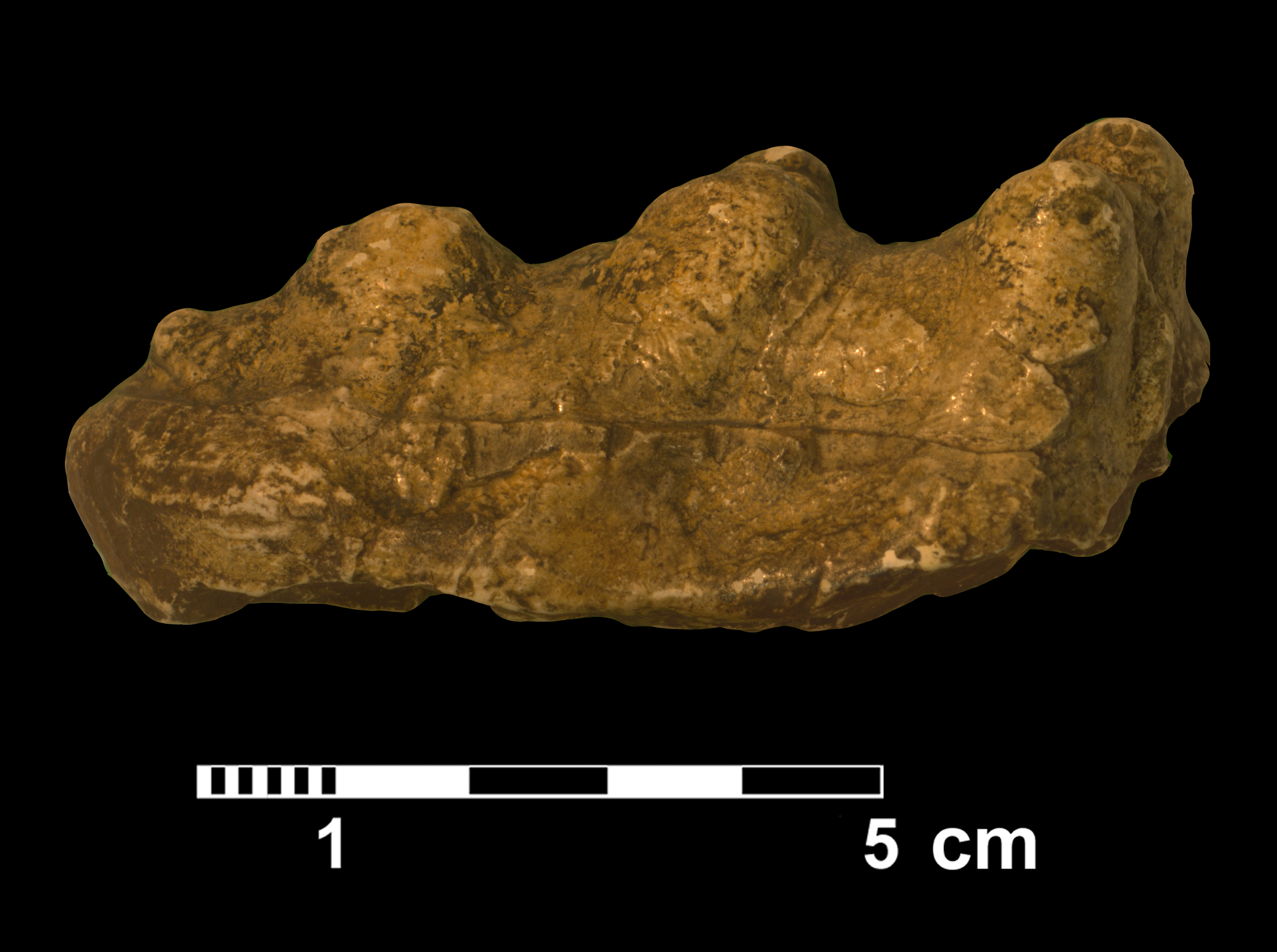 gomphotherium_sp1-3 (M75)