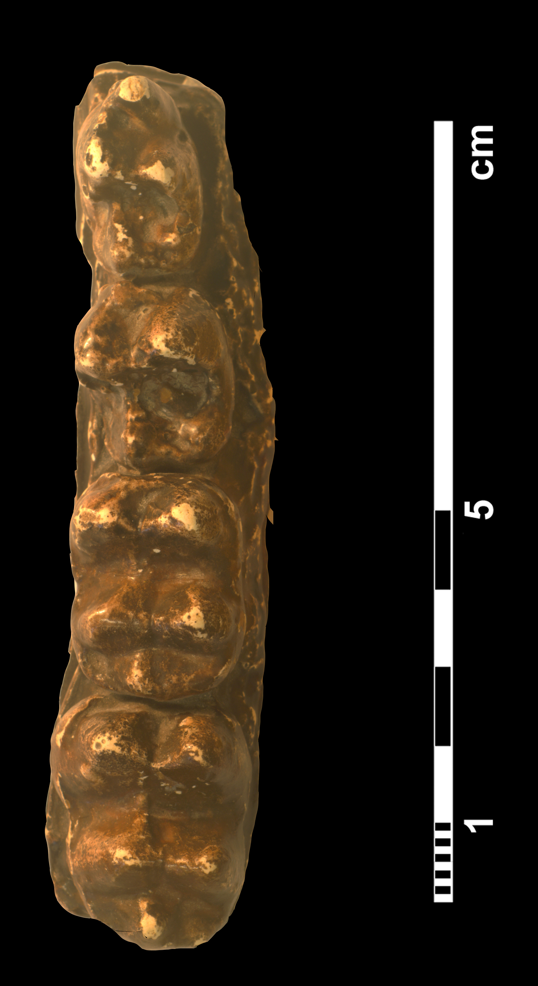 moeritherium_sp-_aff-_lyonsi-5 (VTP13)