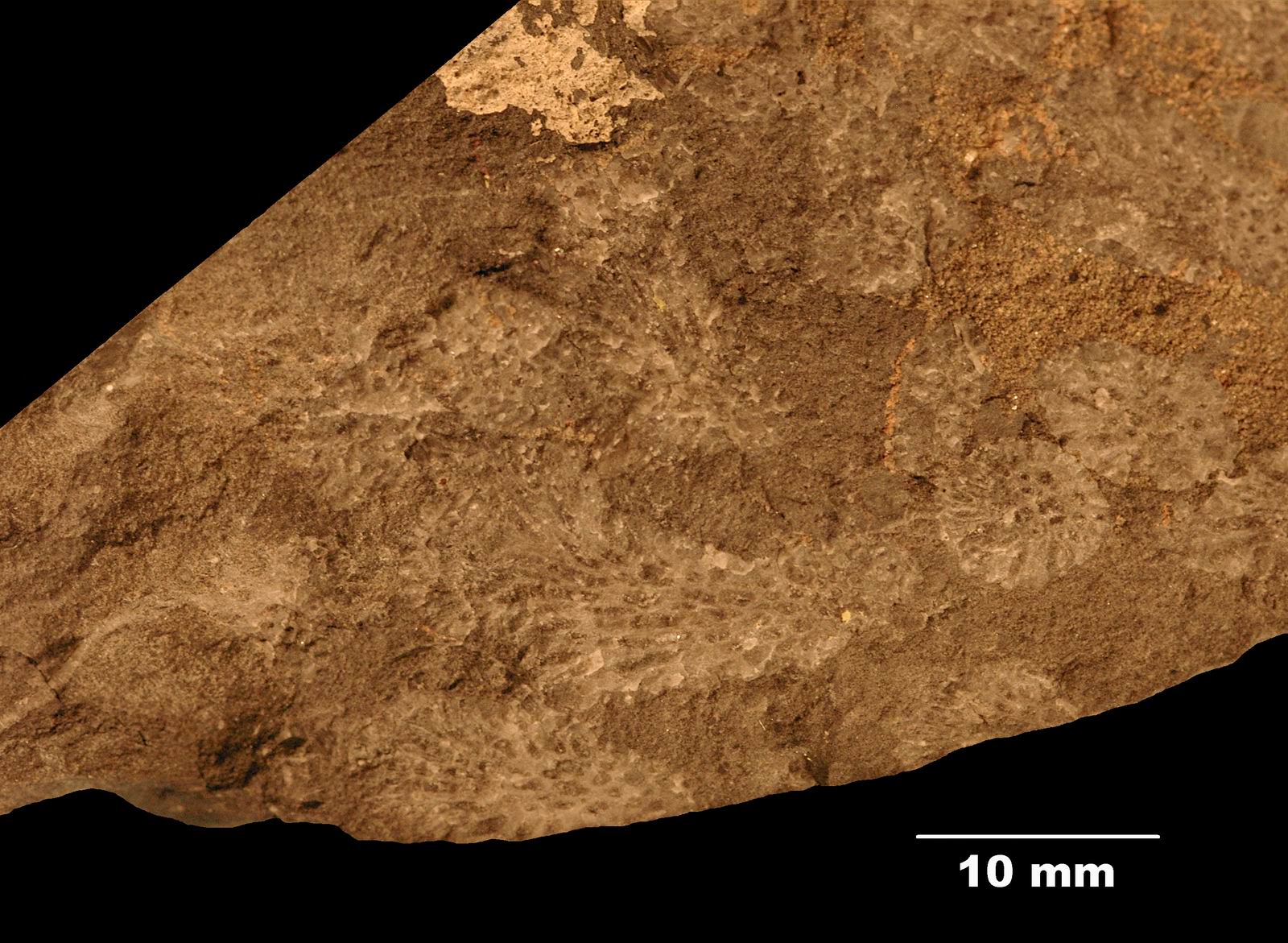 striatopora-1 (UL-C 0030)