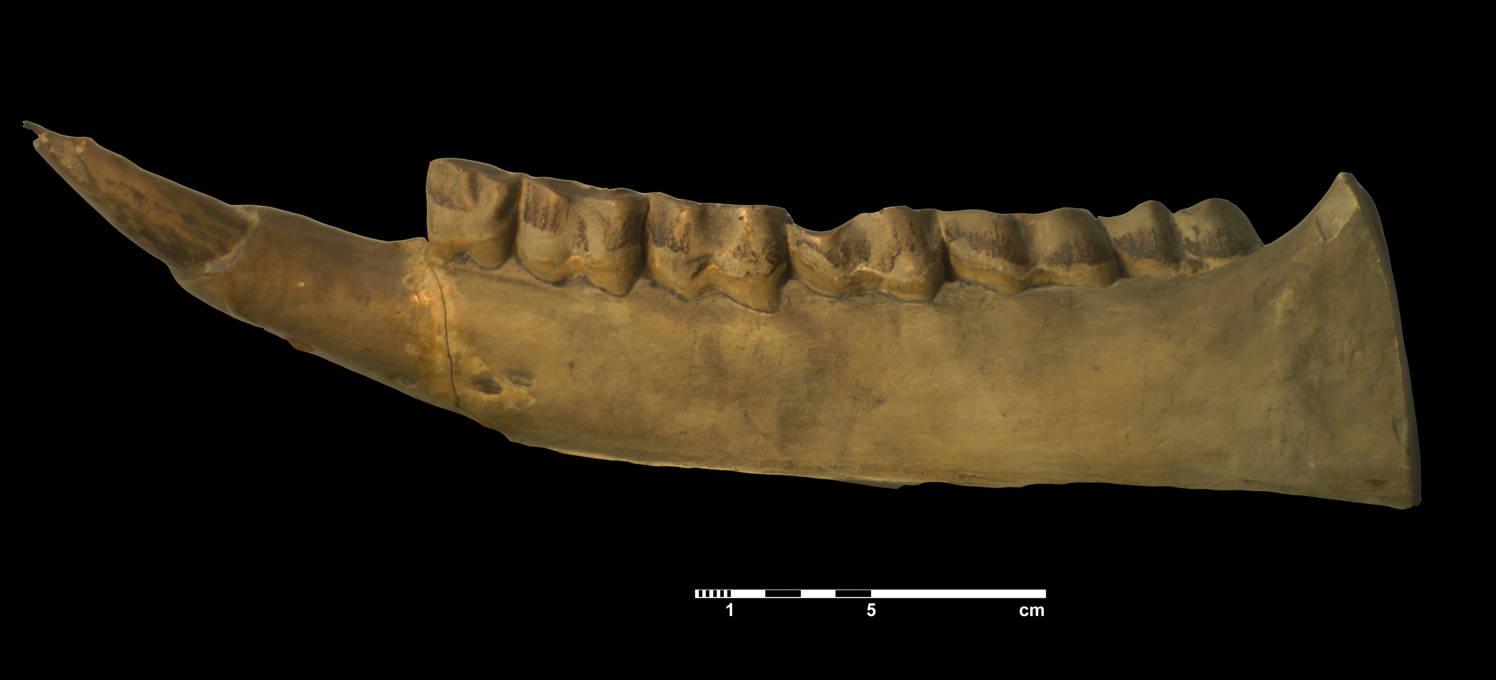 acerathrium_incisivum-3