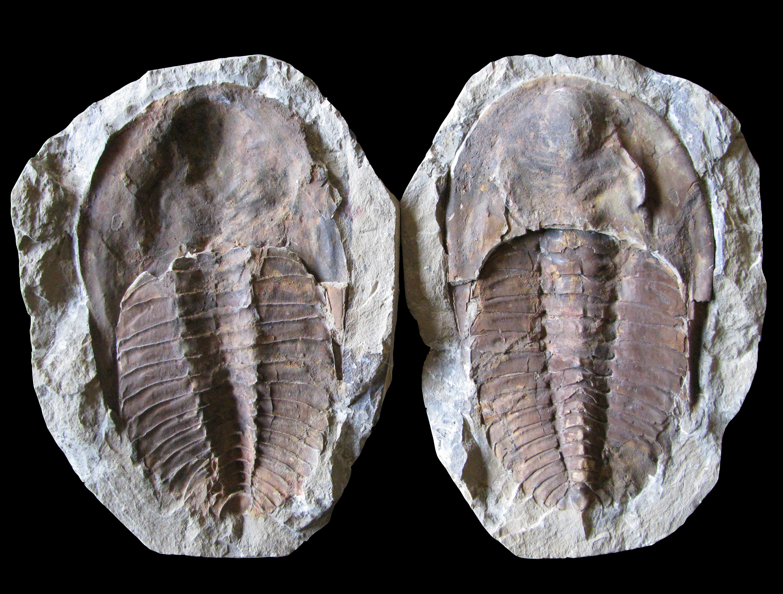 cambropallas1-1 (UL-A 0011)