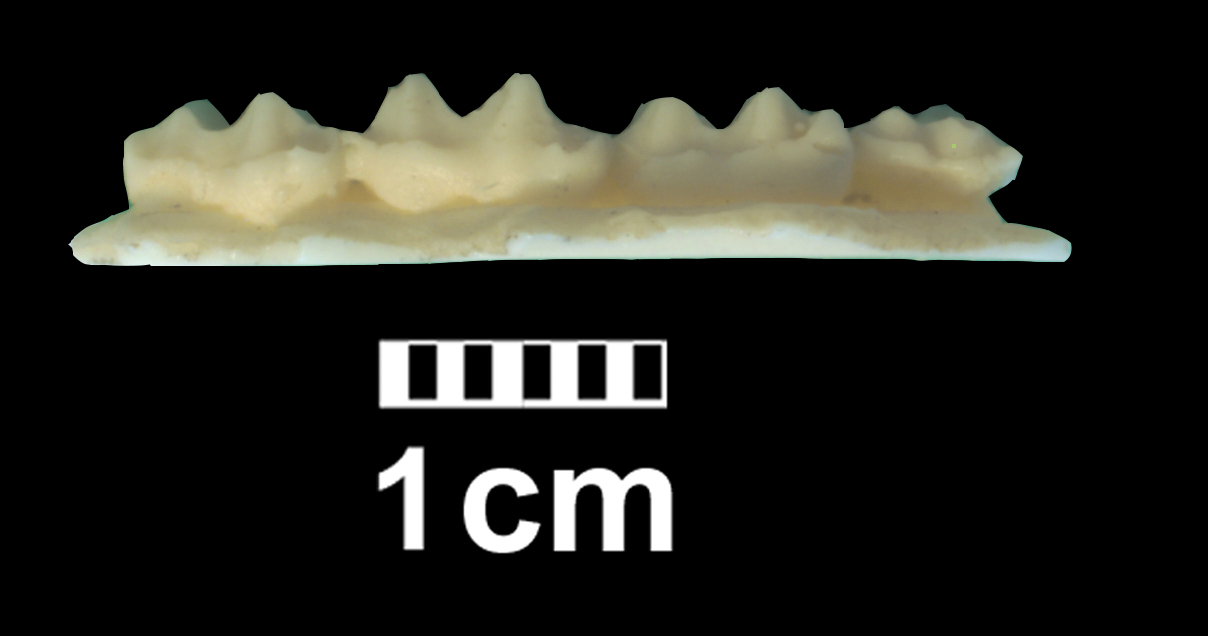 hyracotherium_sp1-2 (CH1)