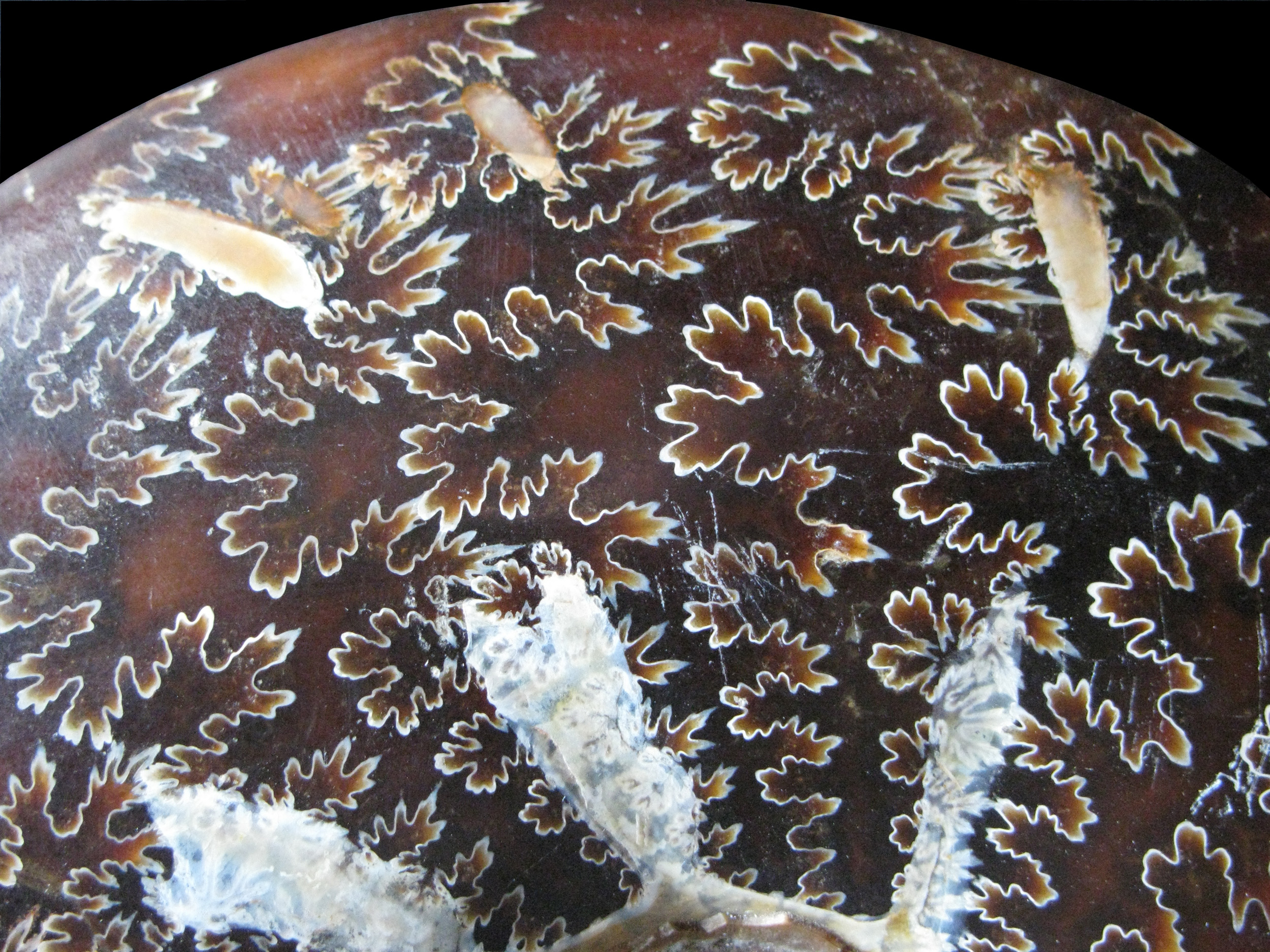 cleoniceras-5 (UL-M 0001)