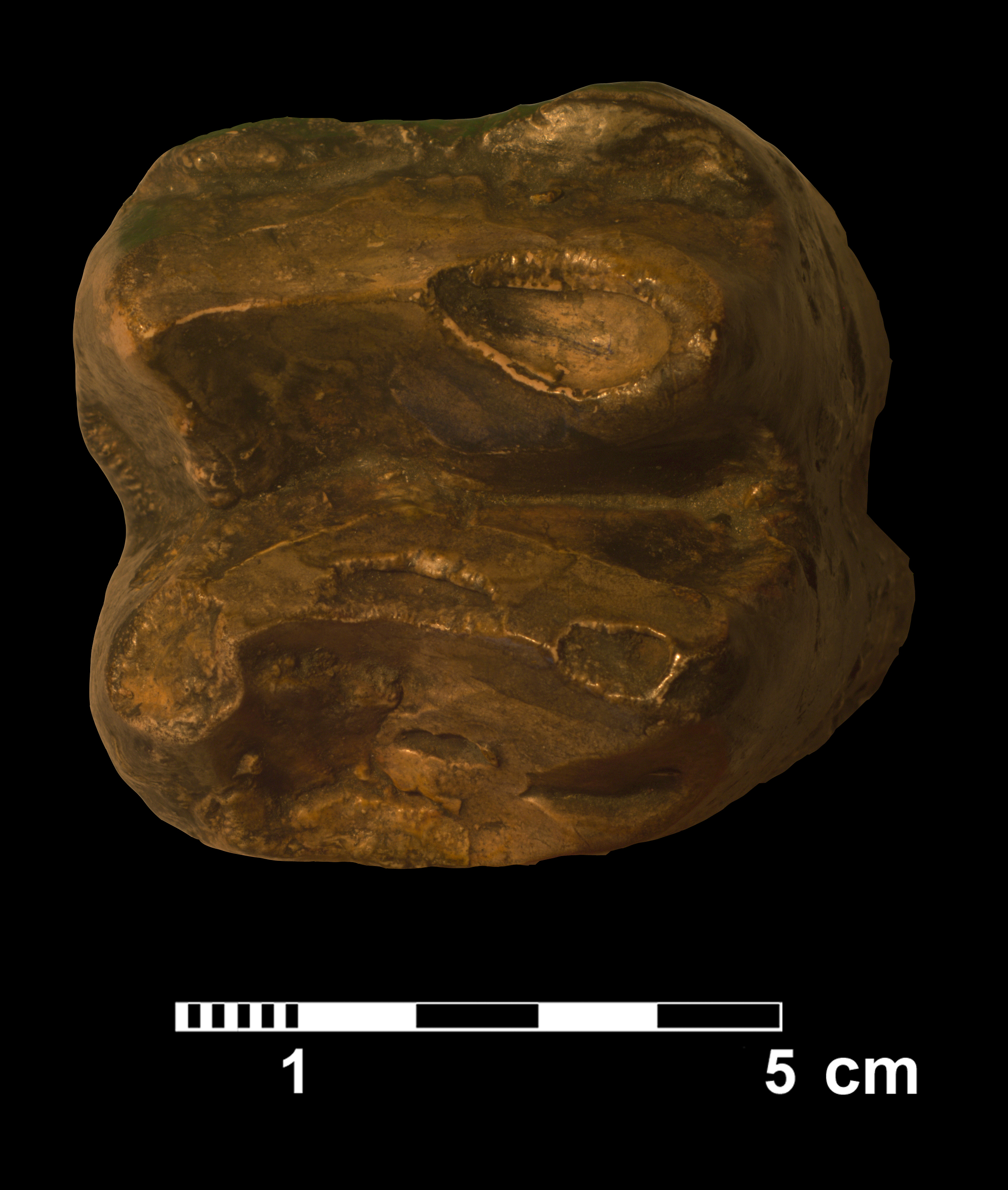 deinotherium_sp-1 (VTP6)