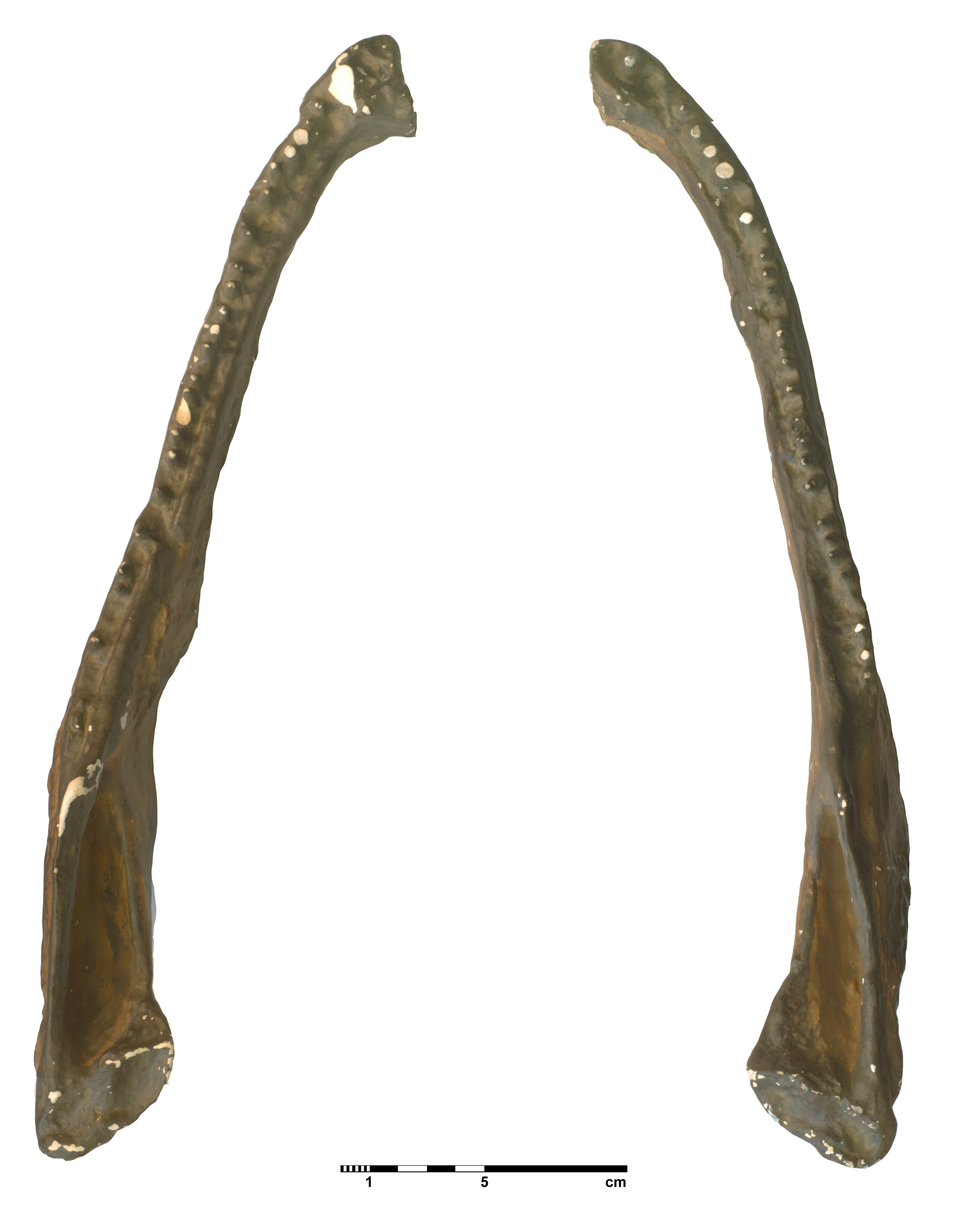 eryops_megacephalus-5 (C134)