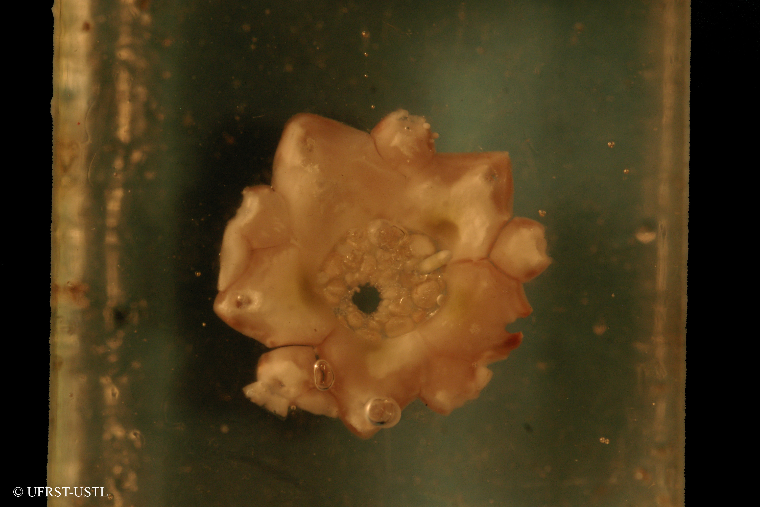 euechinoidea-4 (UL-E 0247)