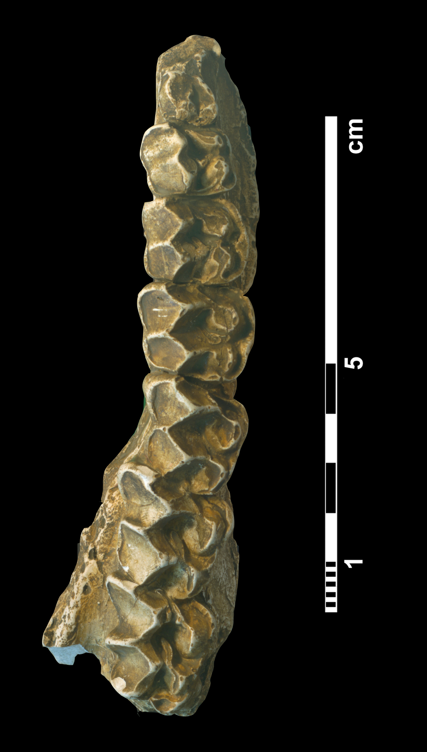 palaeotherium_crassum-3 (M40)