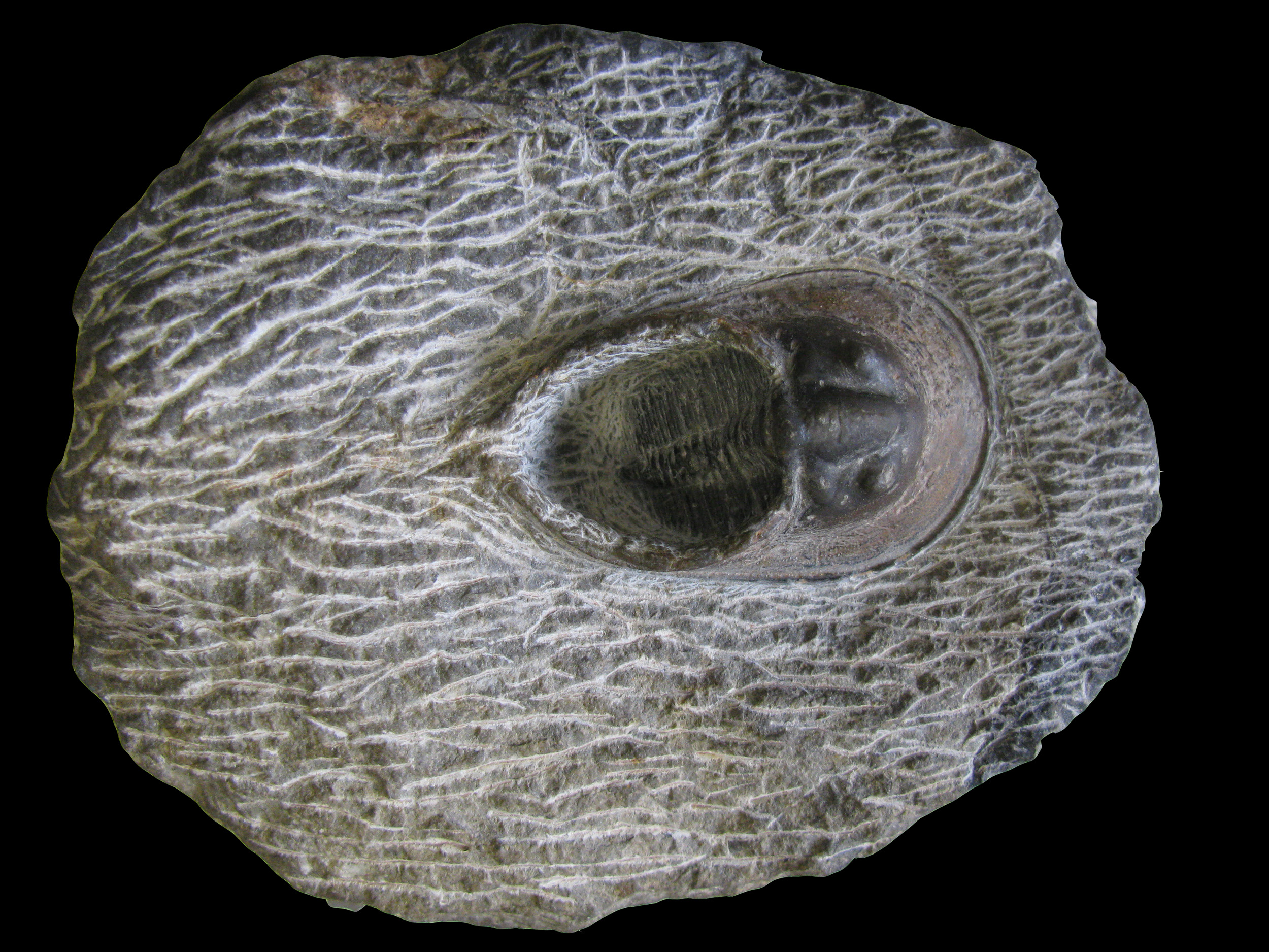 paraharpes-1 (UL-A 0006)