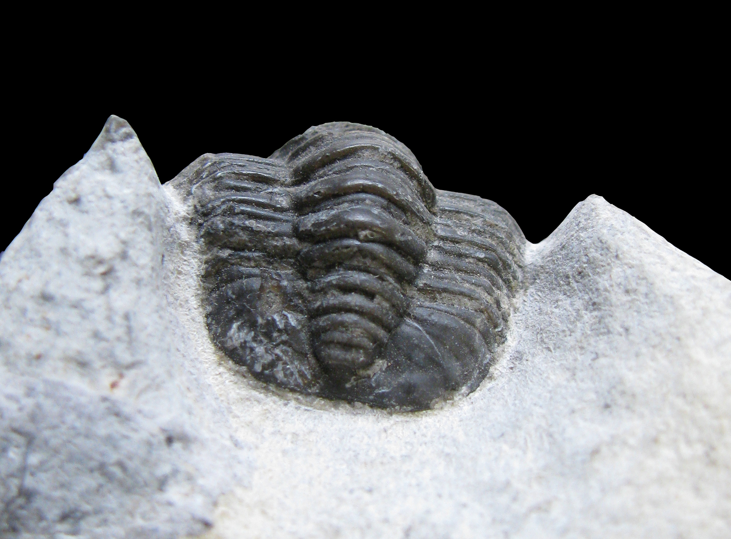 diademaproetus-6 (UL-A 0008)