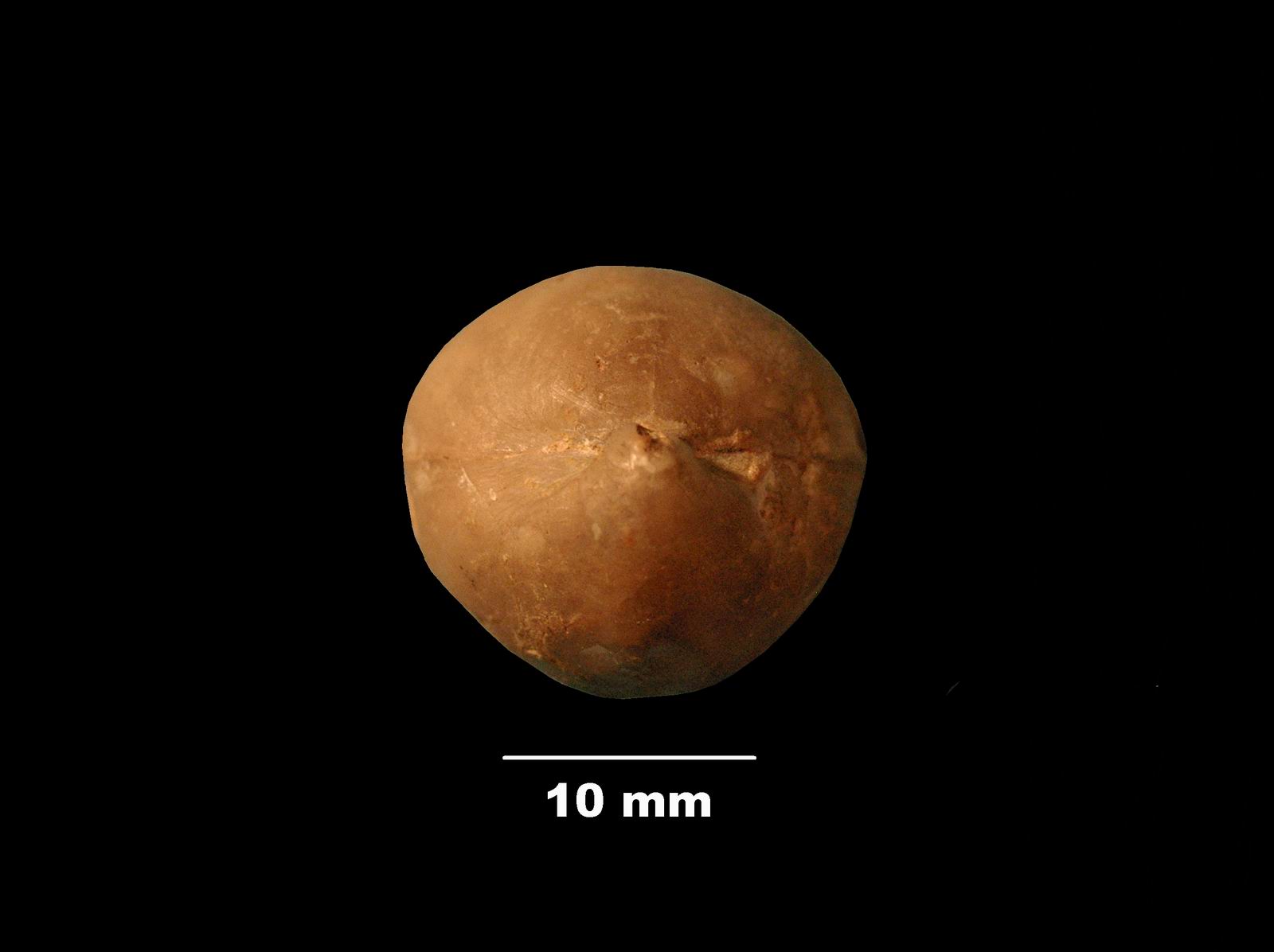 terebratula_bullata-5 (UL-B 00007)