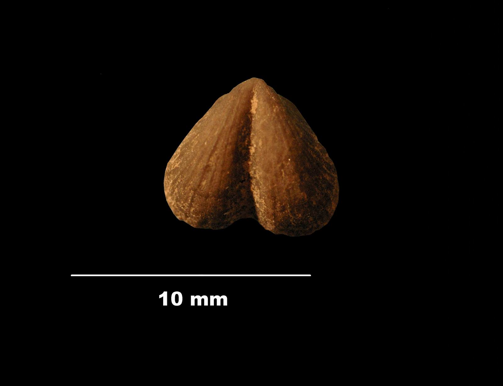 camerothyris-2 (UL-B 00045)