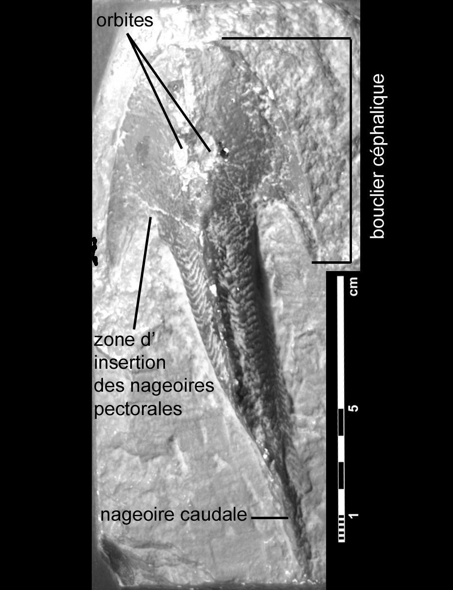 cephalaspis_lyelli-3 (?C110)