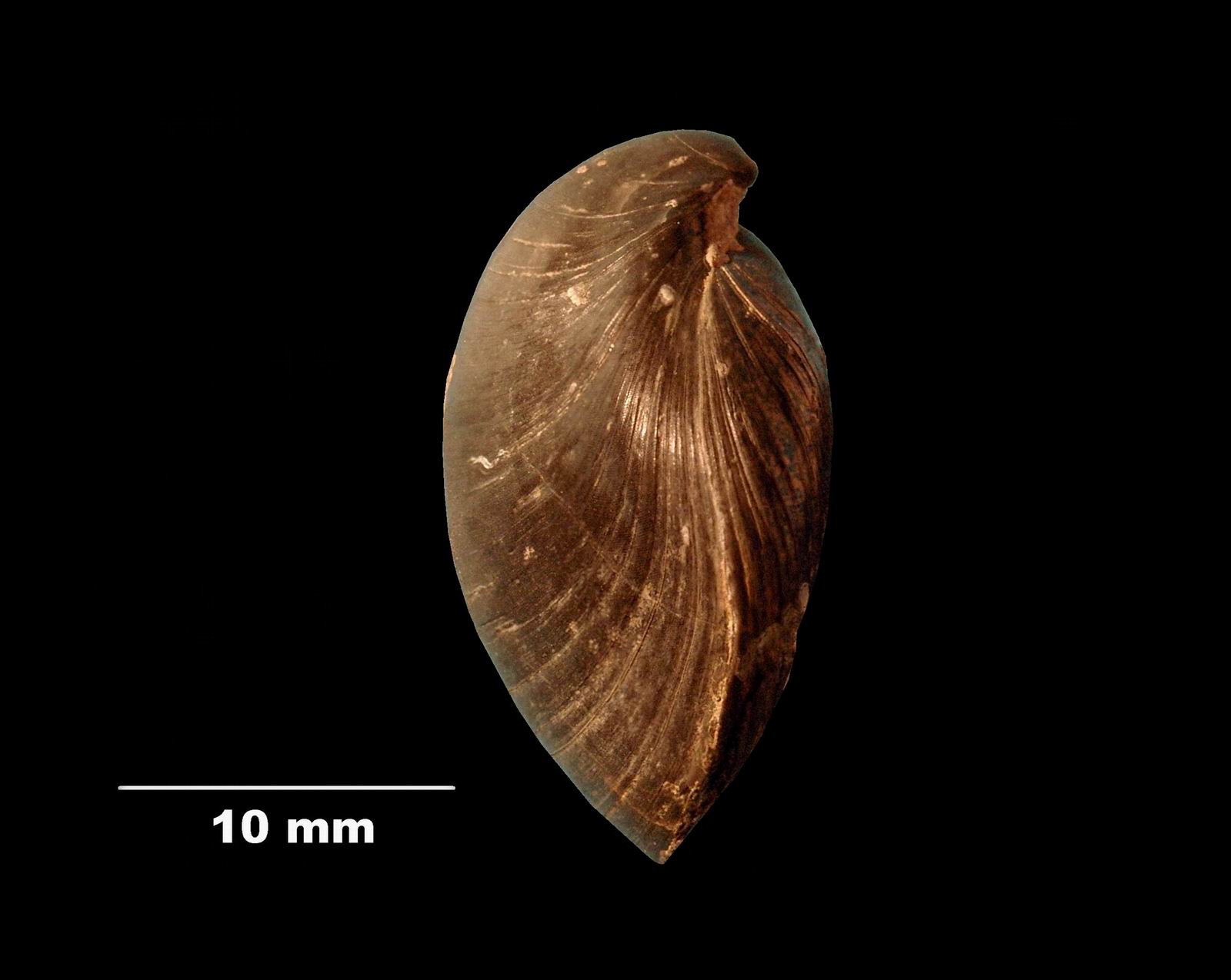 aulacothyris_impressa-3 (UL-B 00037)