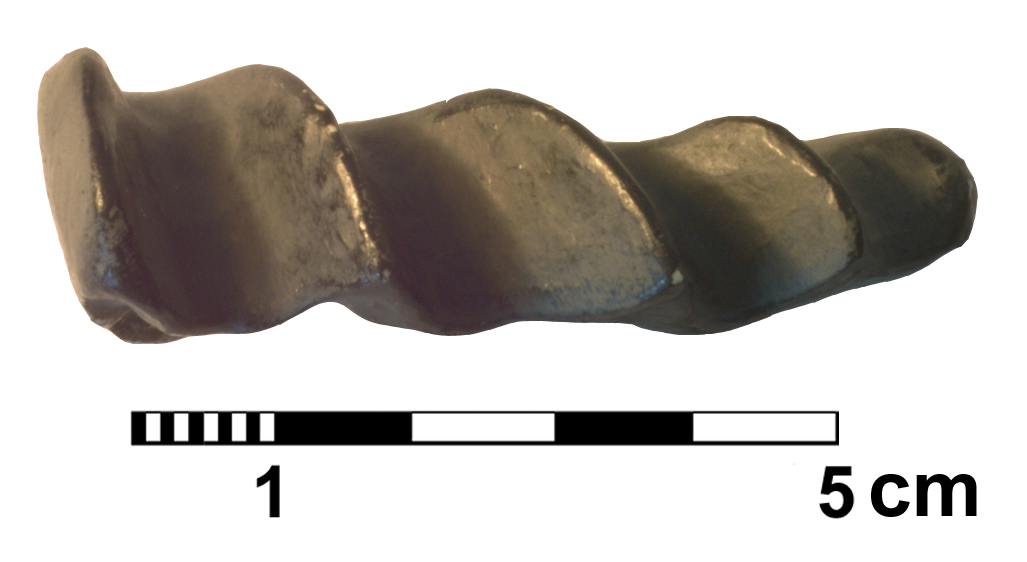 ceratodus_runcinatus-3 (C113)