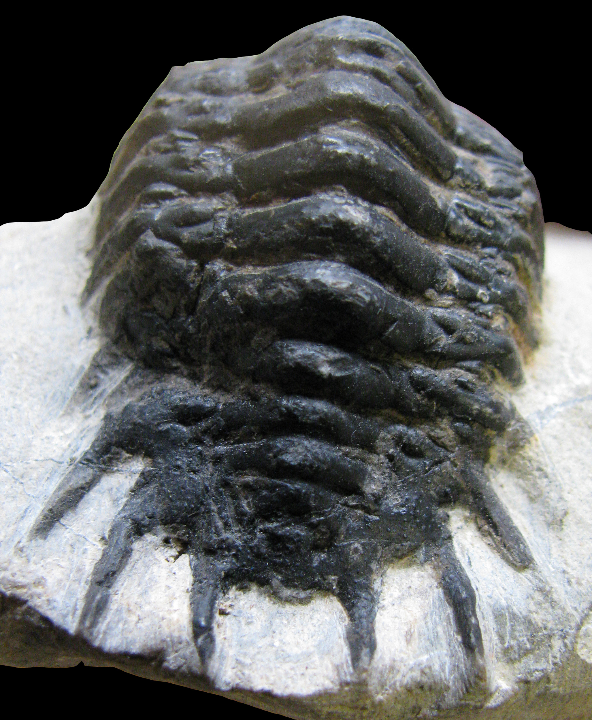 crotalocephalus-6 (UL-A 0001)