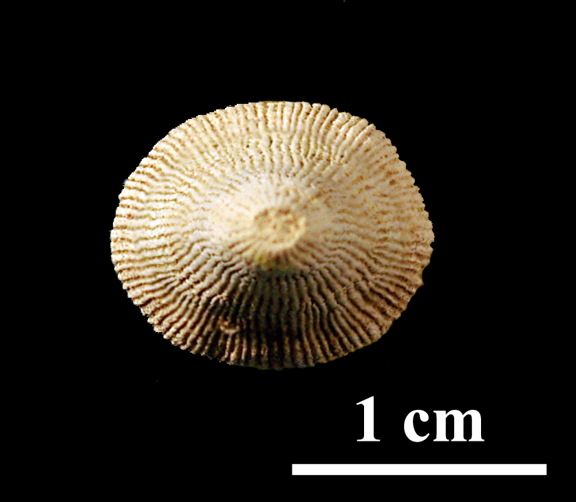 homalophyllum-3 (UL-C 0061)