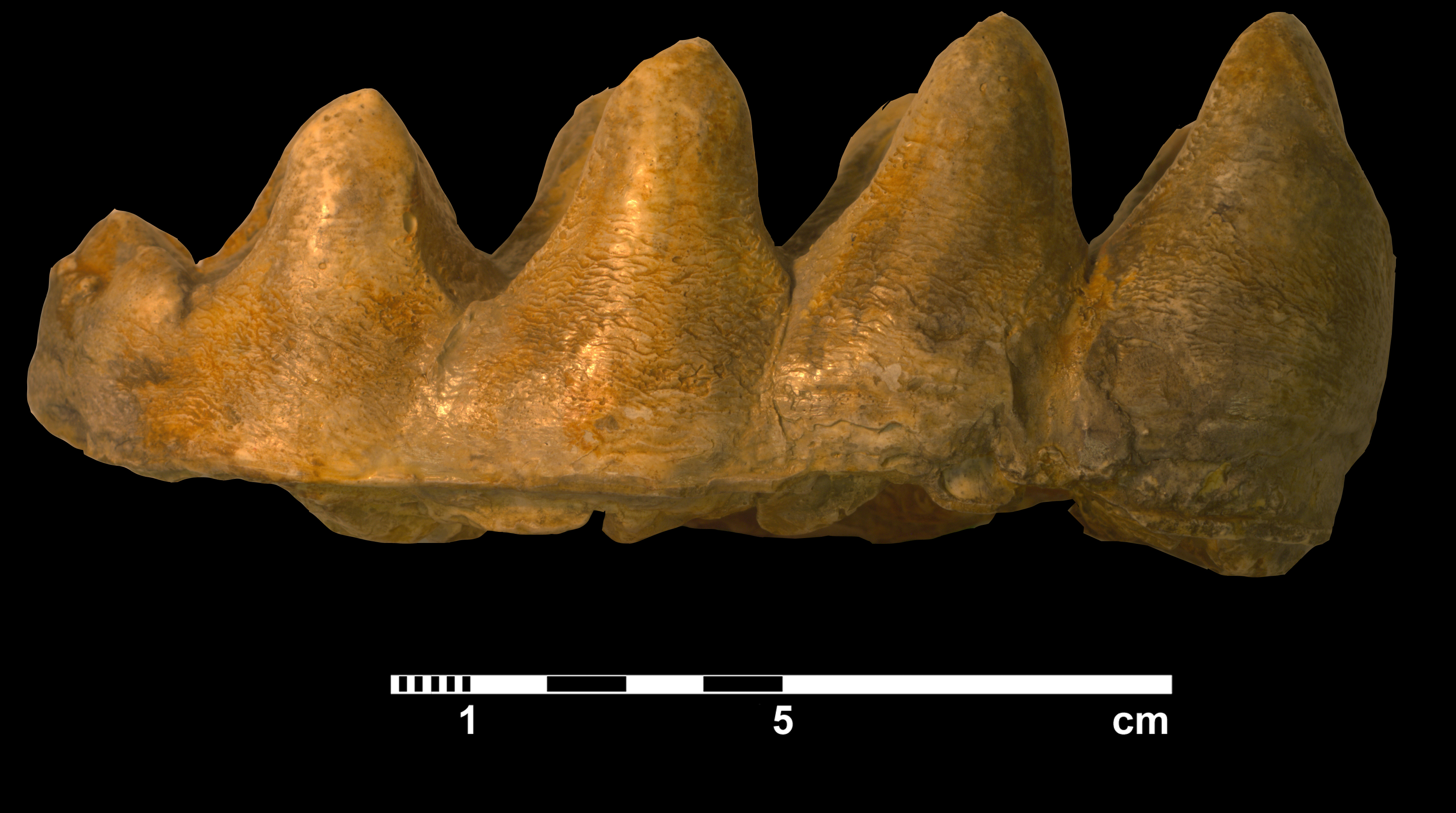 mammut_borsoni-7 (M394)