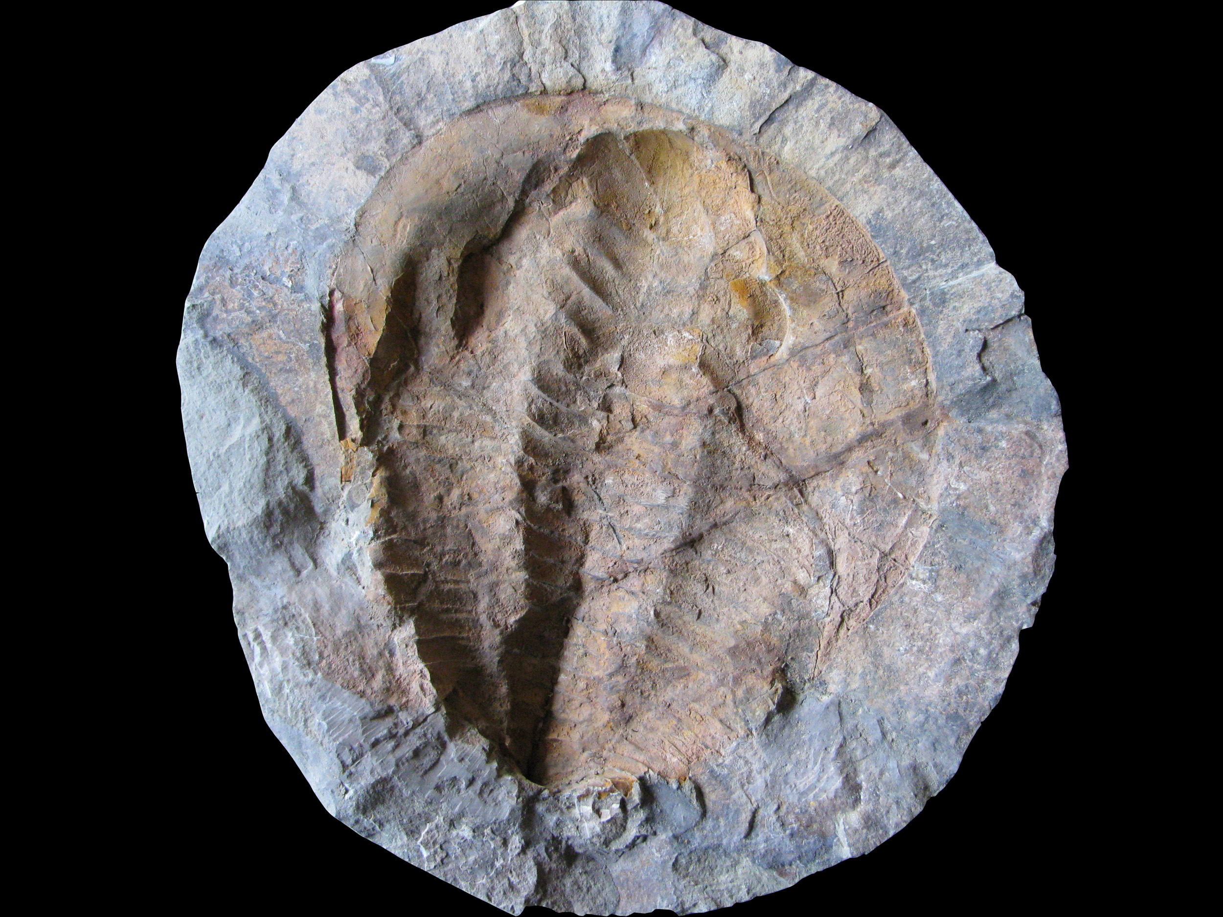 cambropallas2-2 (UL-A 0012)