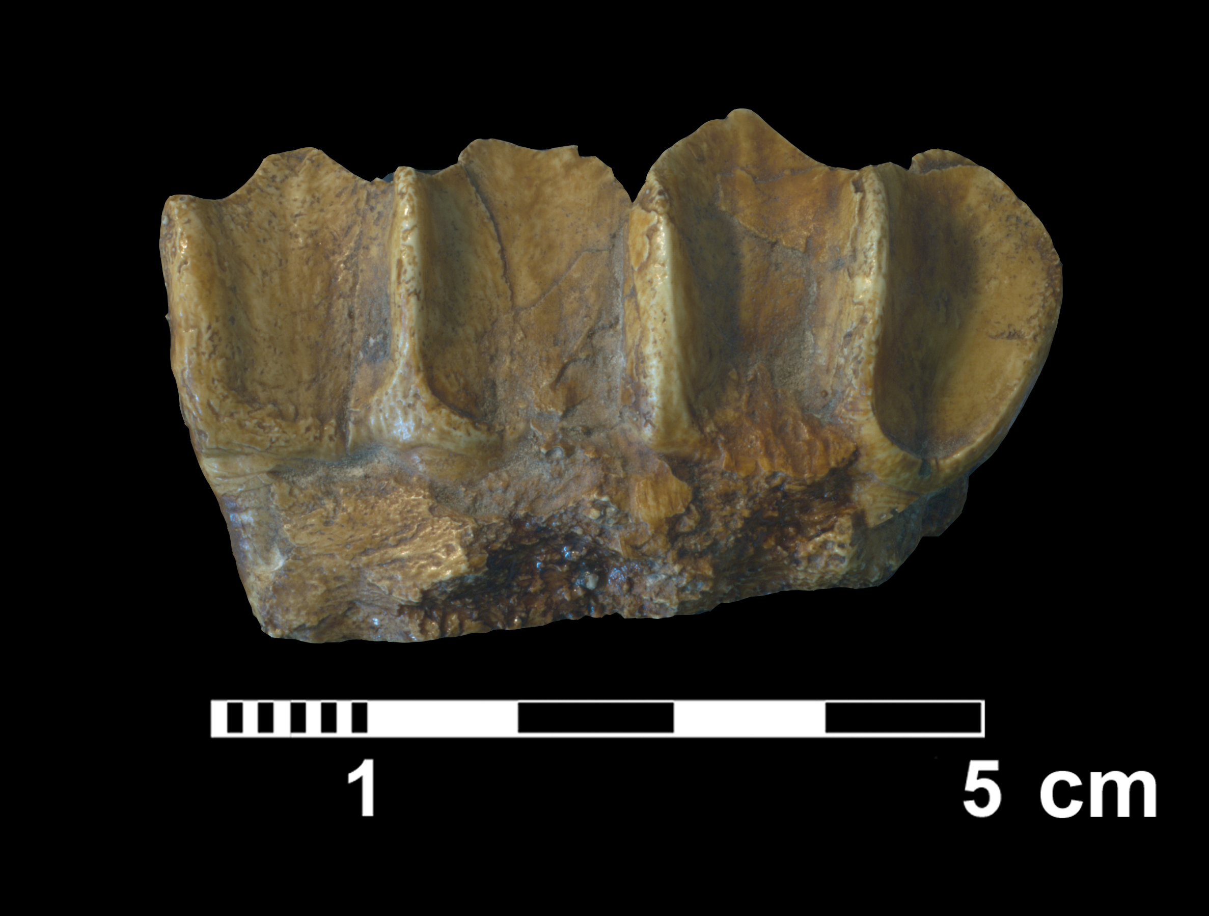 parahippus_sp-4 (M270)