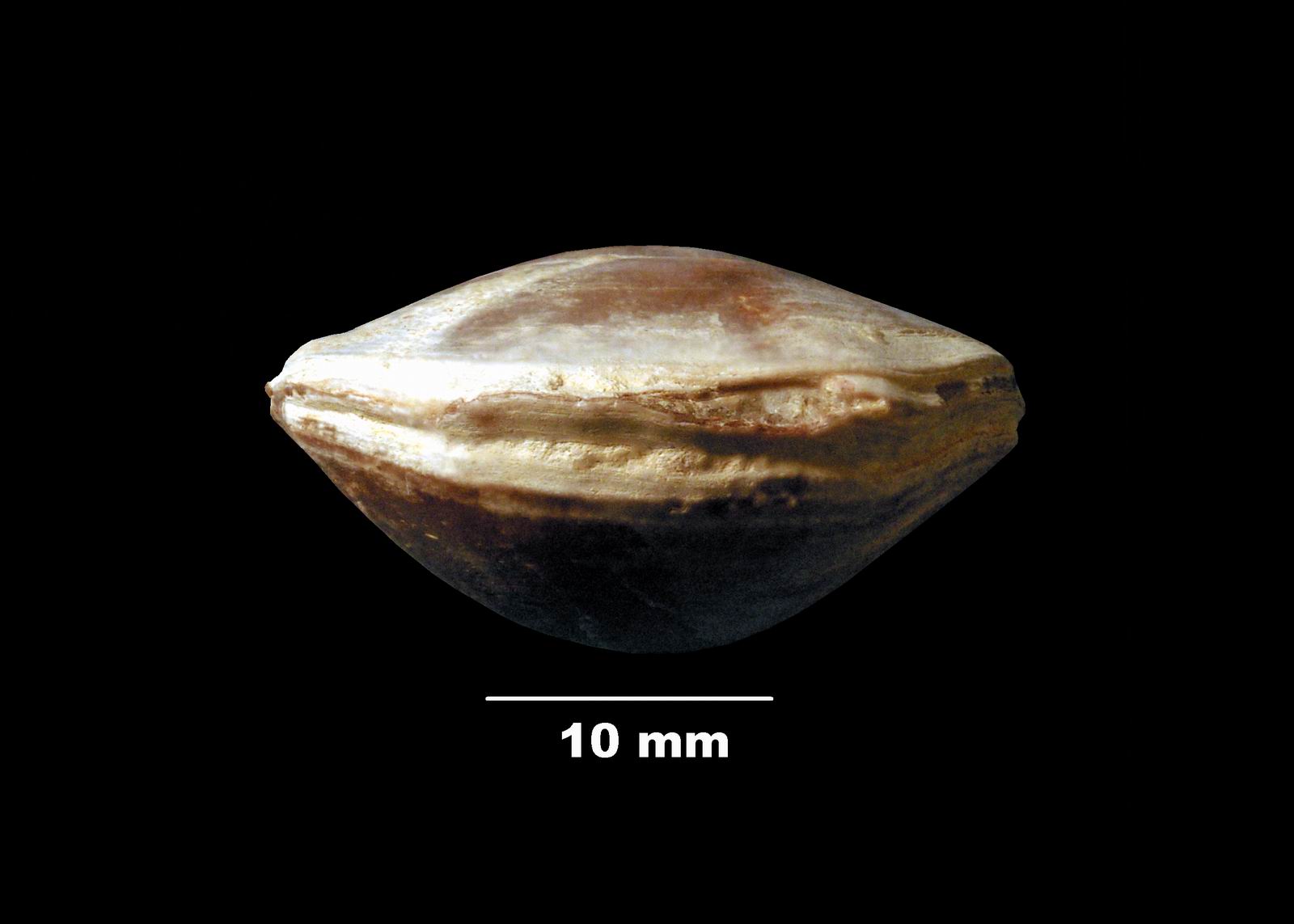 terebratula_maxillata-4 (UL-B 00006)