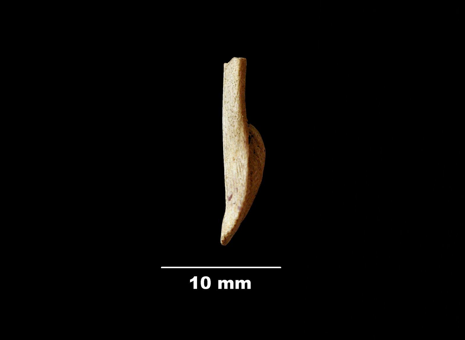 terebrirostra_lyra-3 (UL-B 00047)