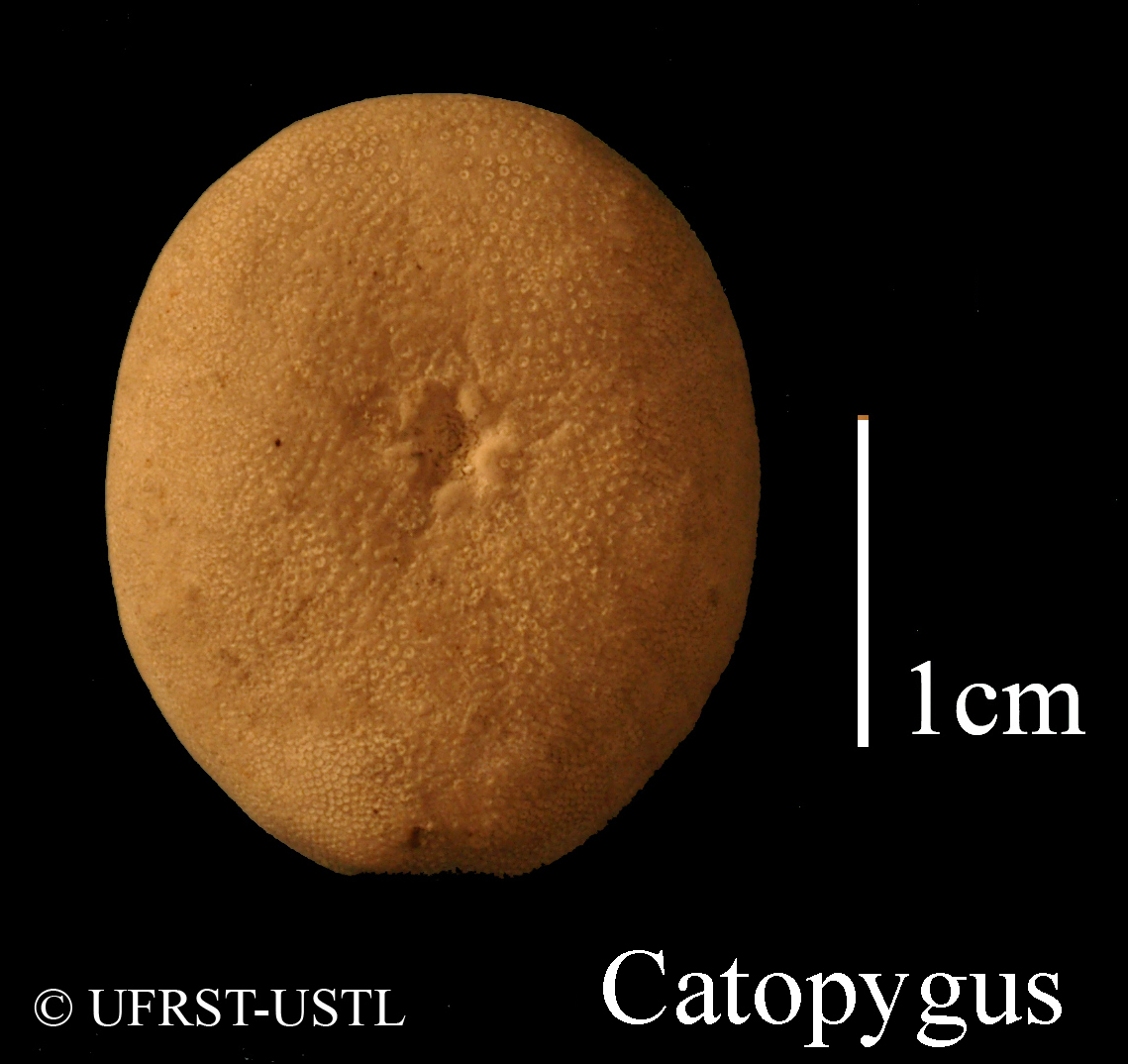 catopygus_columbarius-2 (UL-E 0118)