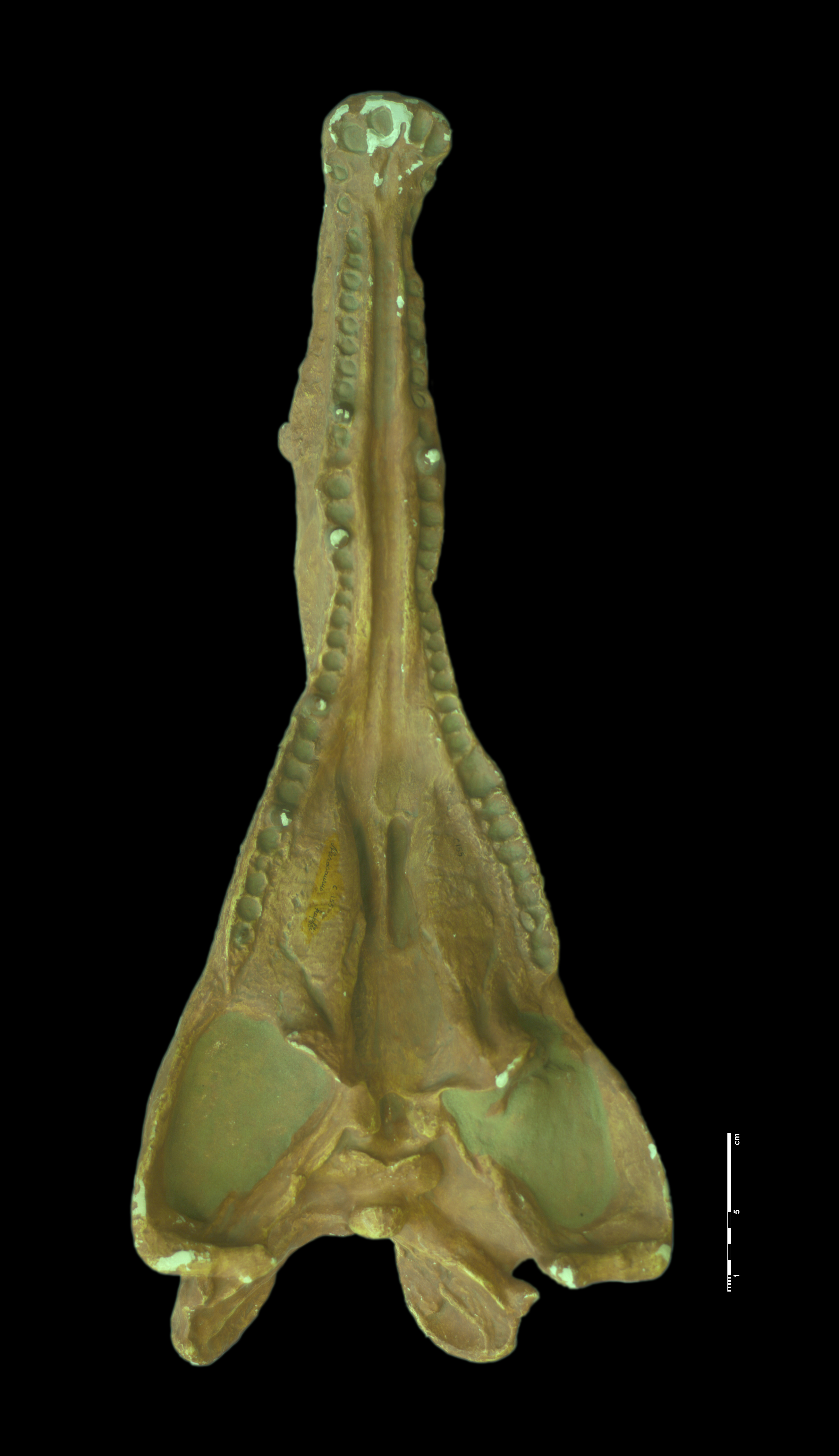 nicrosaurus_kapffi-5 (C155)